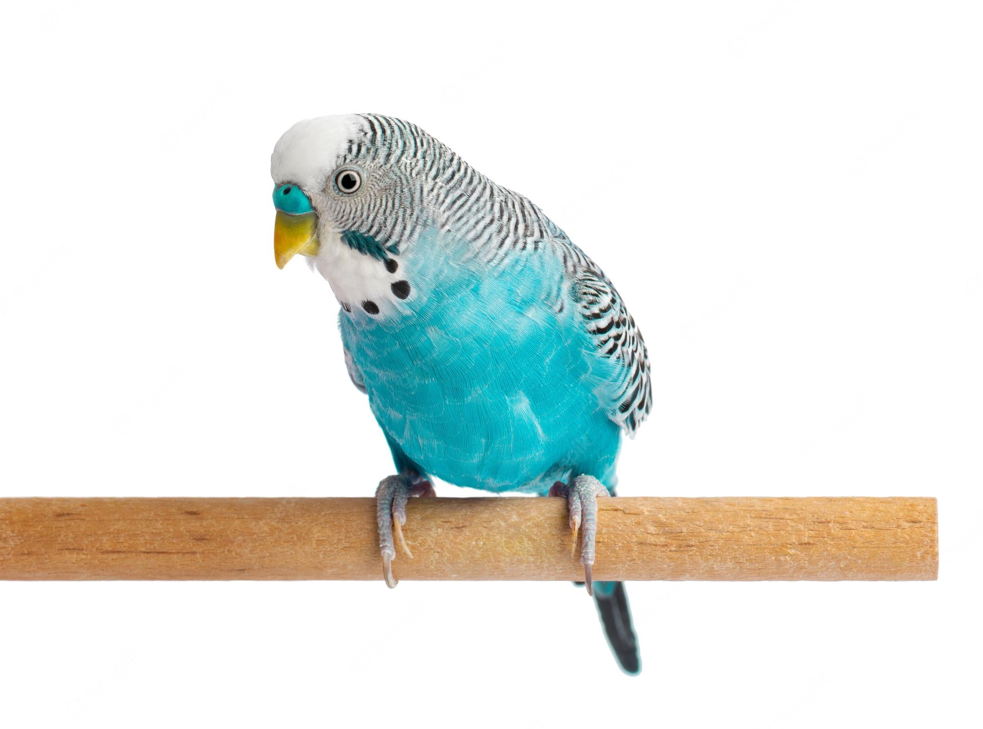 Budgie Background