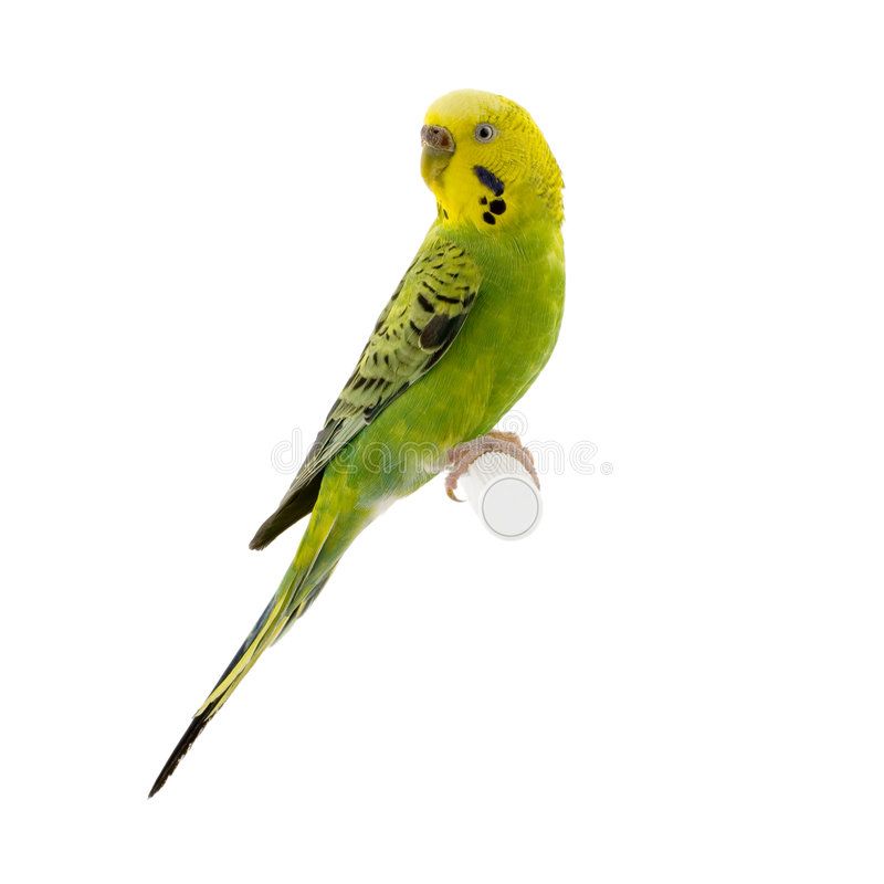 Budgie Background