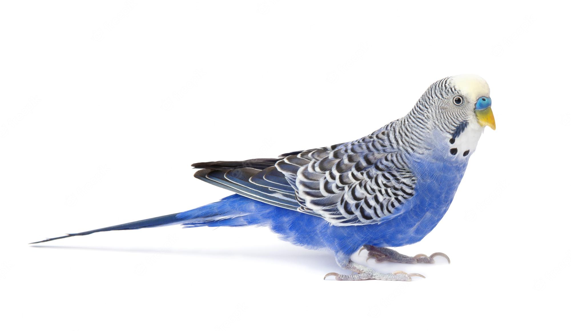 Budgie Background