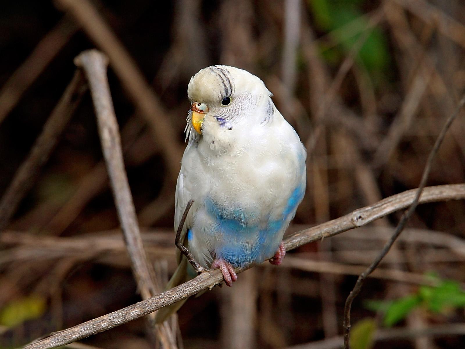 Budgie Background