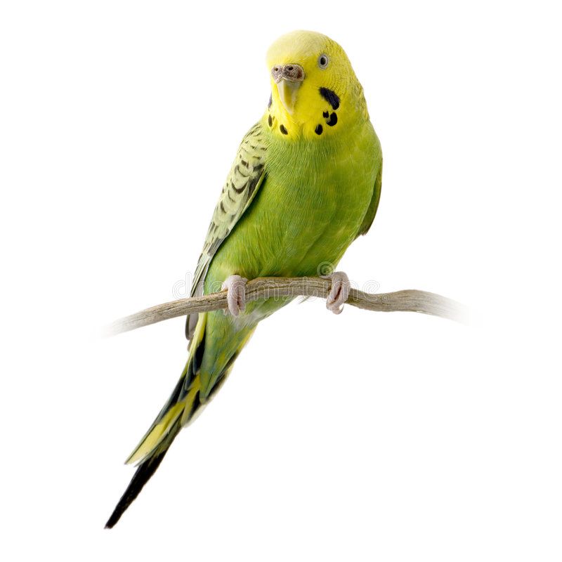 Budgie Background