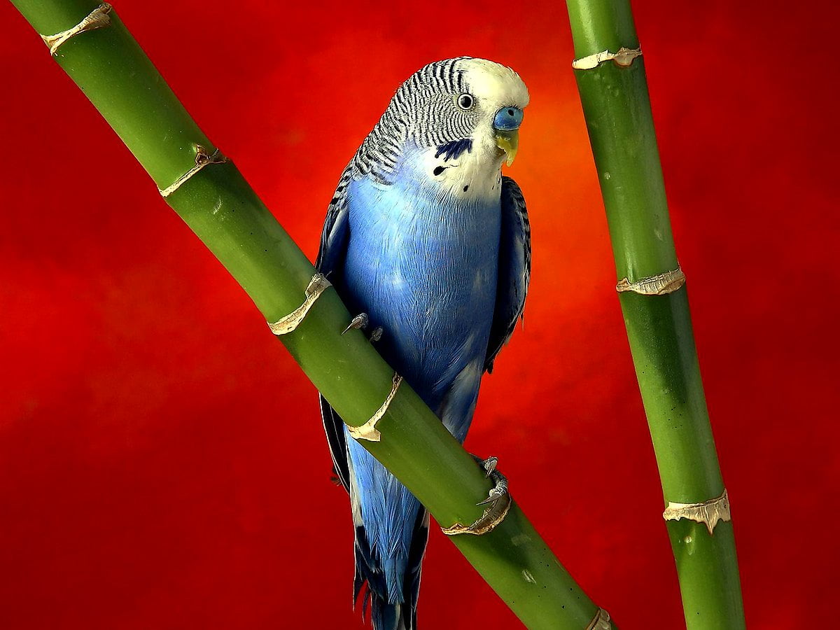 Budgie Background