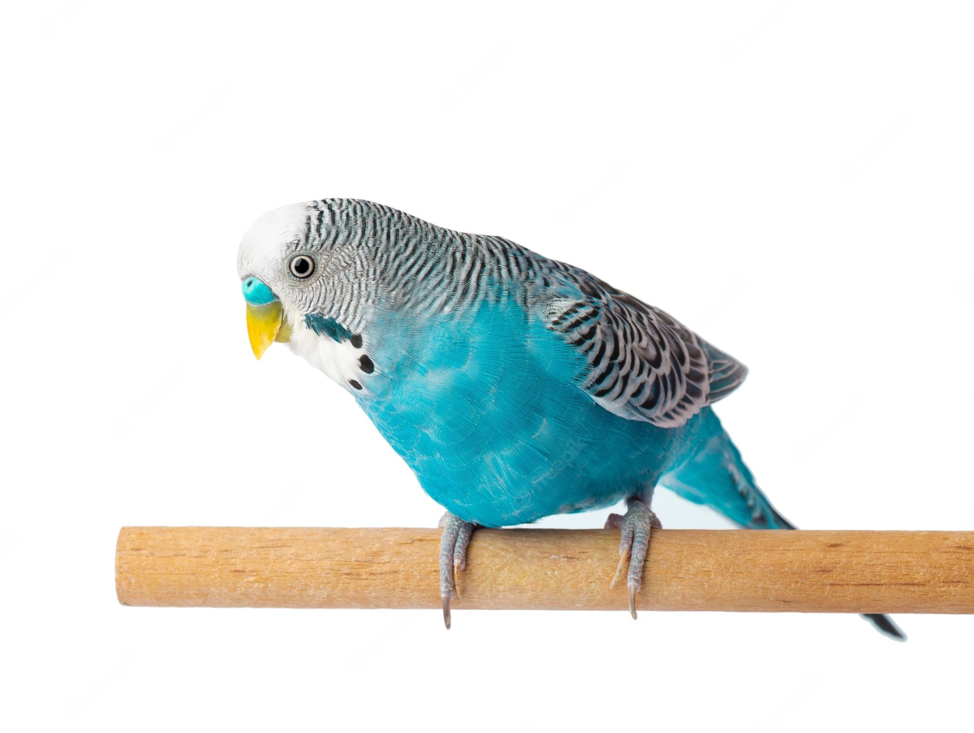 Budgie Background