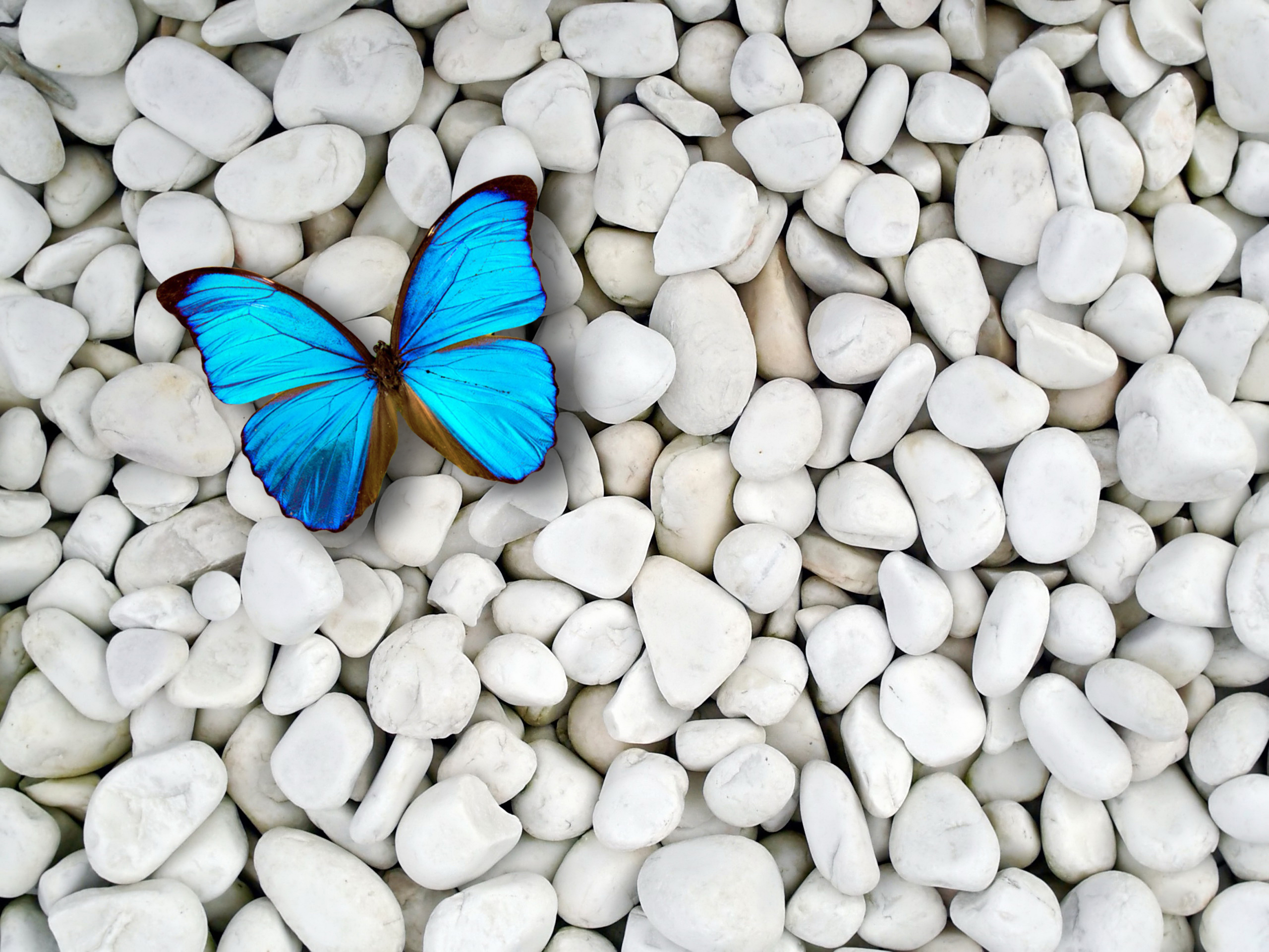 Butterfly Computer Background