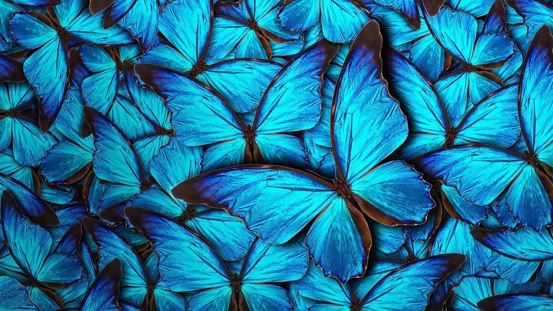 Butterfly Computer Background