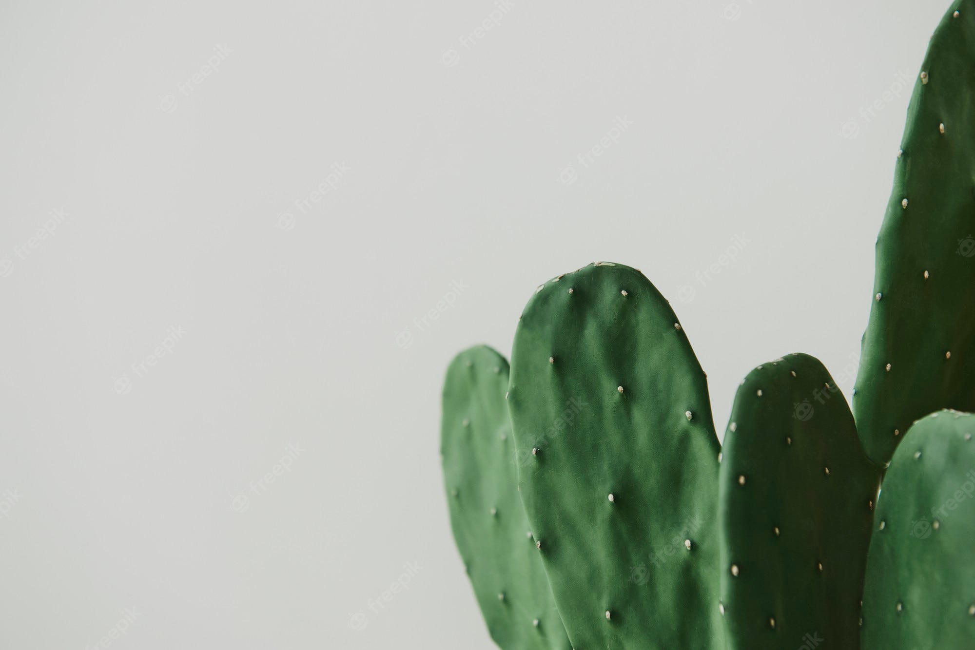 Cactus Background