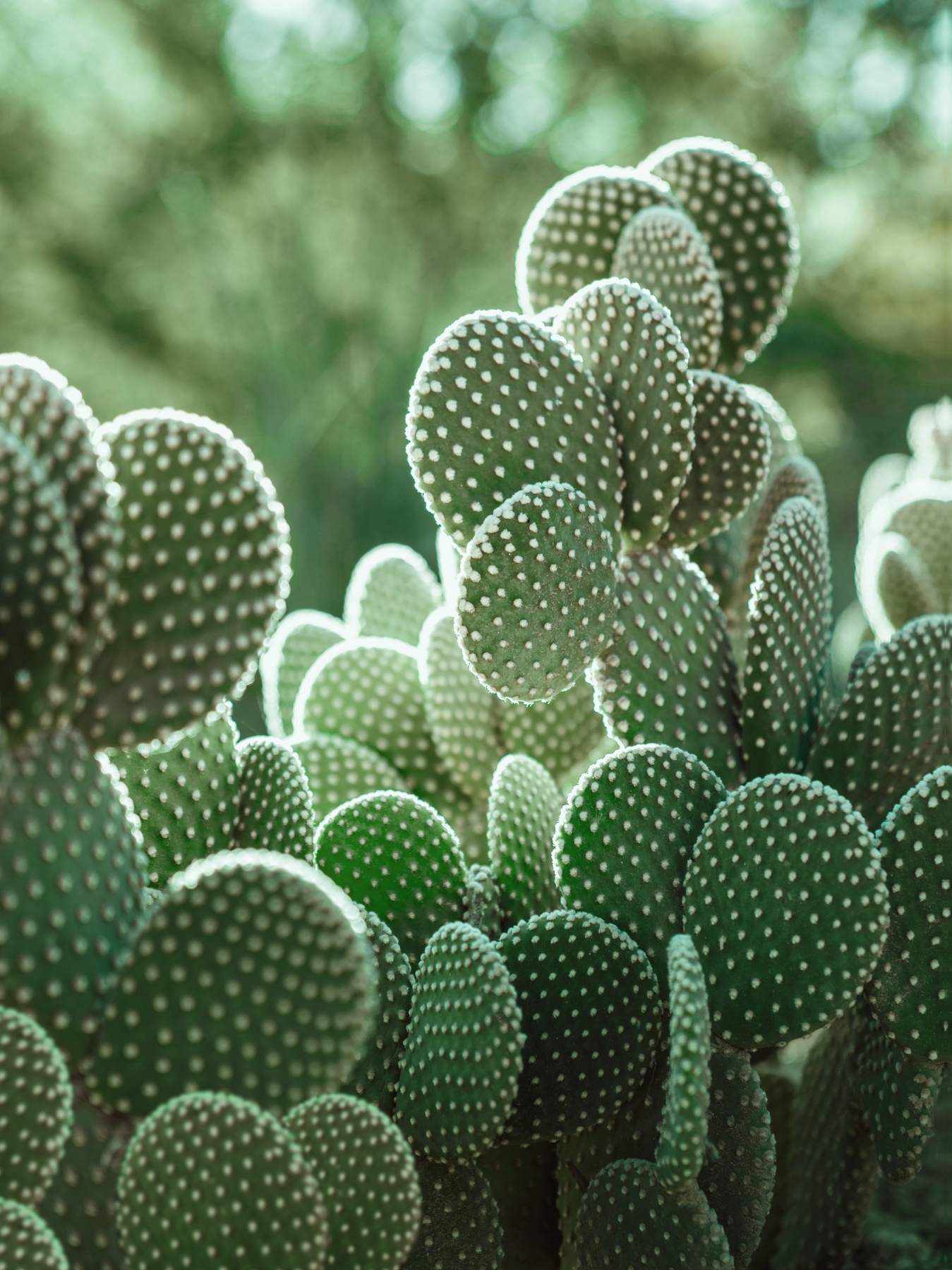 Cactus Background