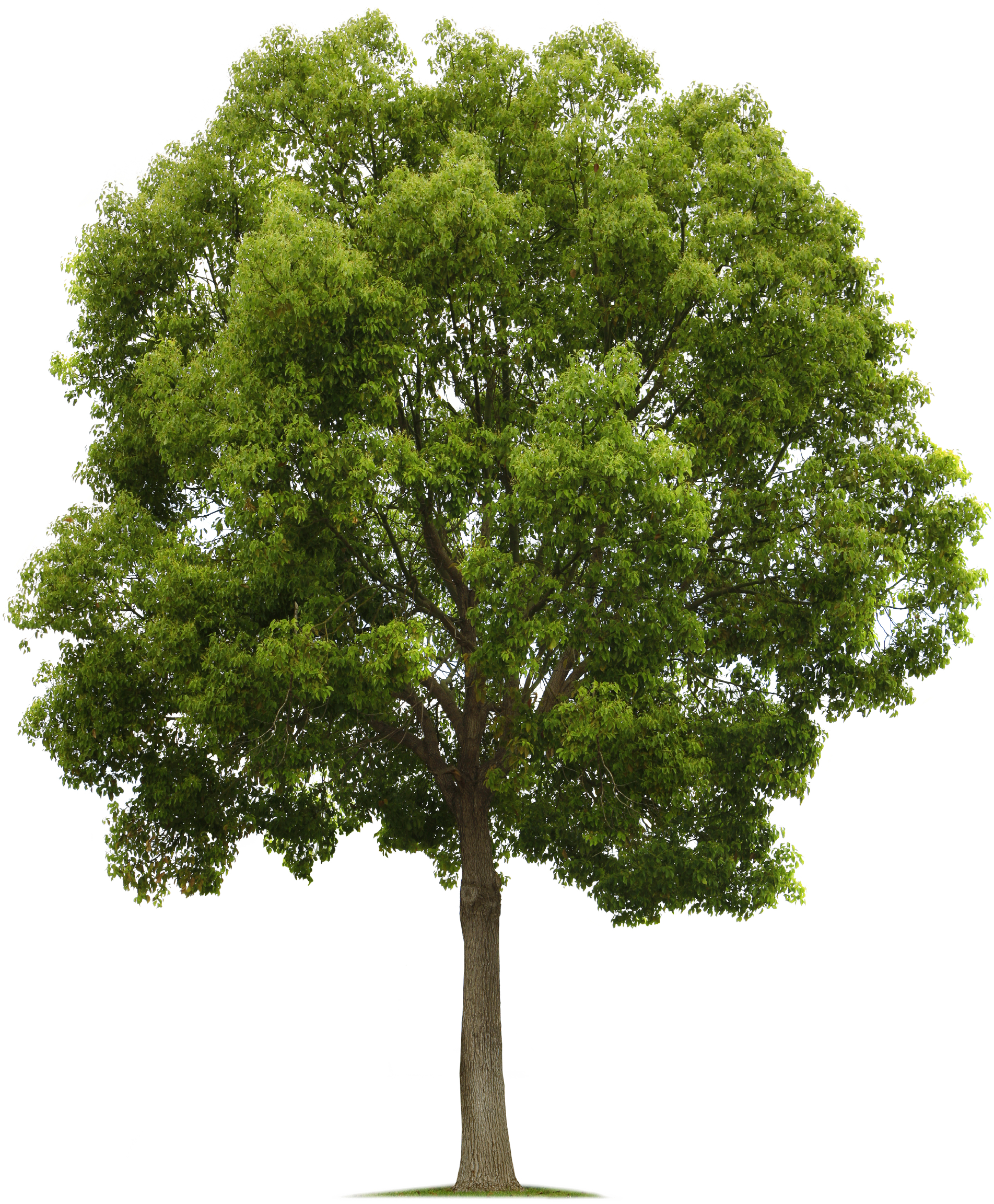 Cartoon Tree Transparent Background