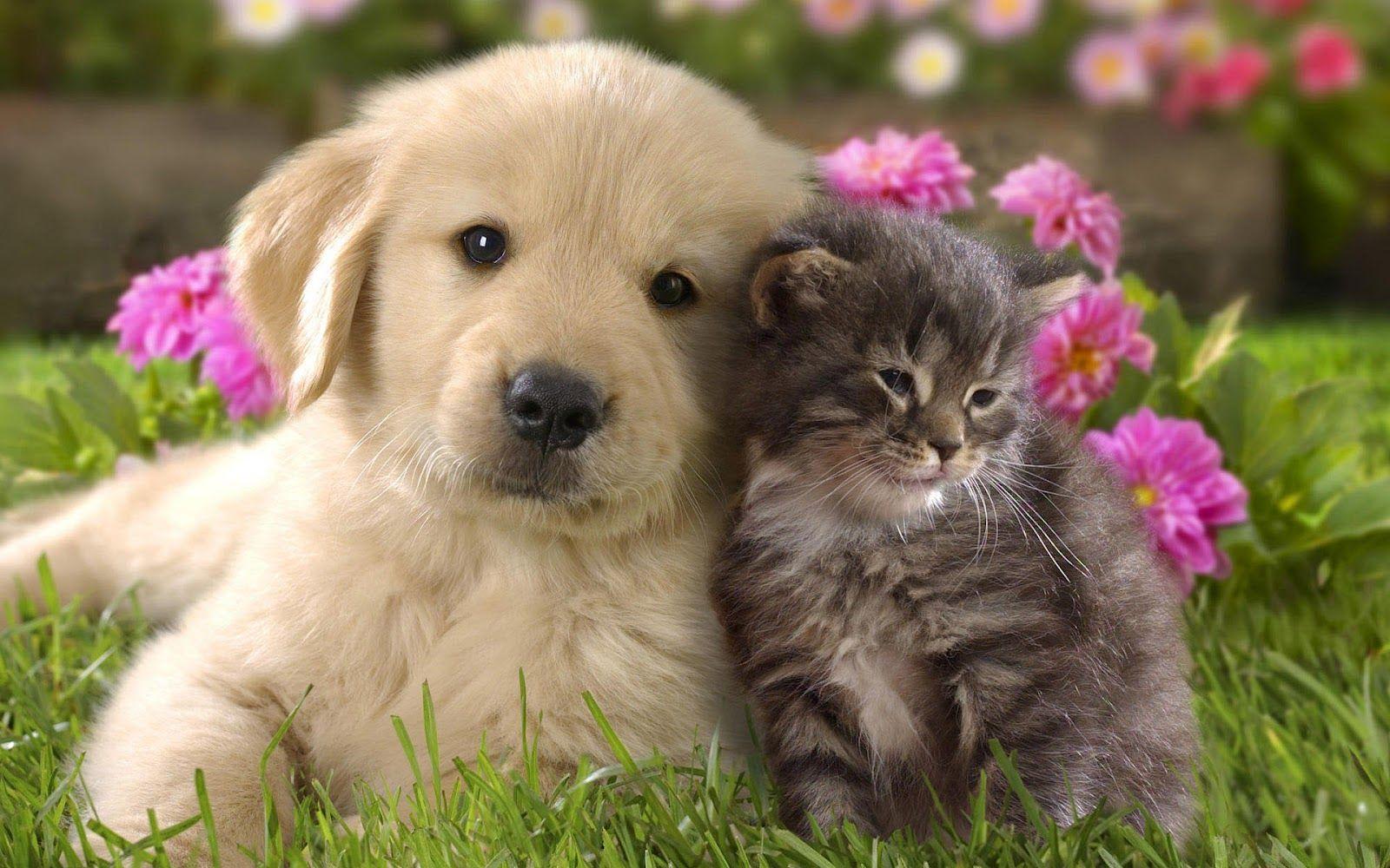 Cat And Dog Backgrounds