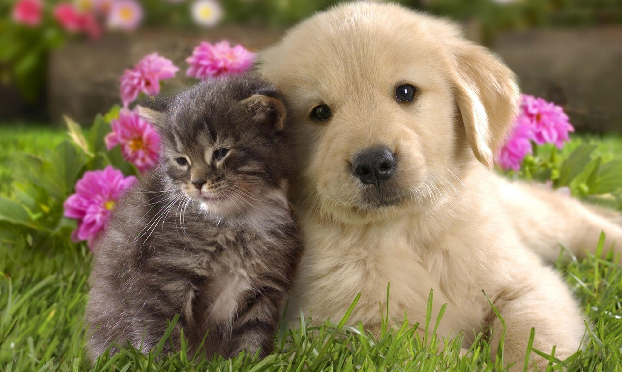 Cat And Dog Backgrounds