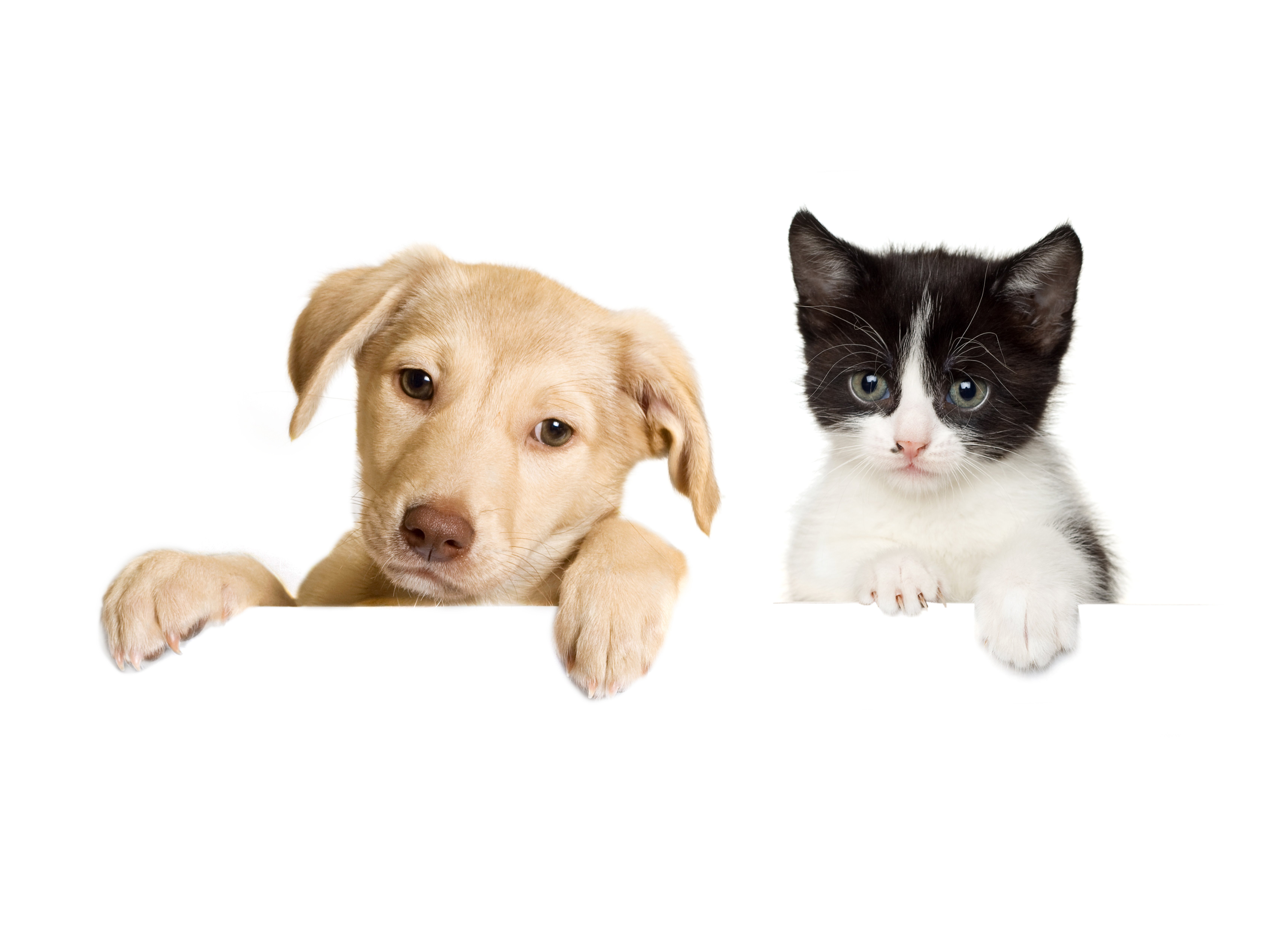 Cat And Dog Backgrounds