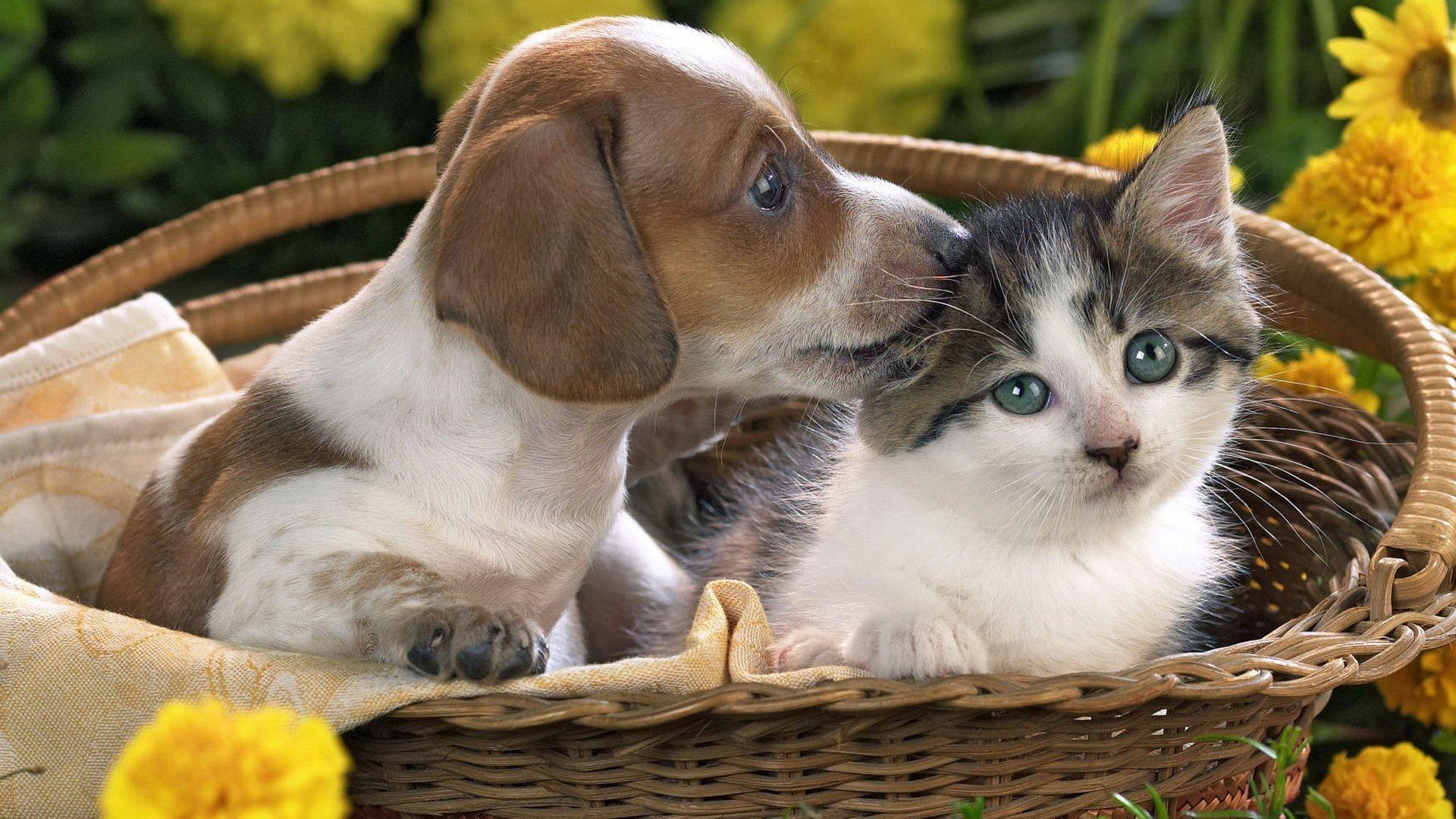 Cat And Dog Backgrounds