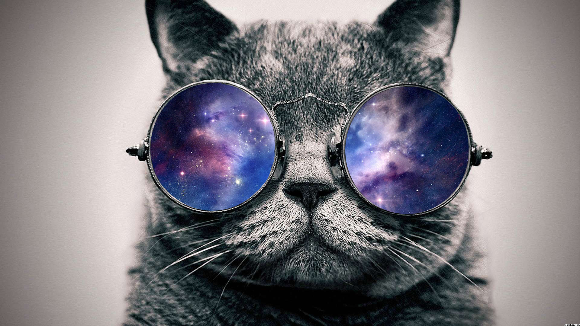 Cats Tumblr Background