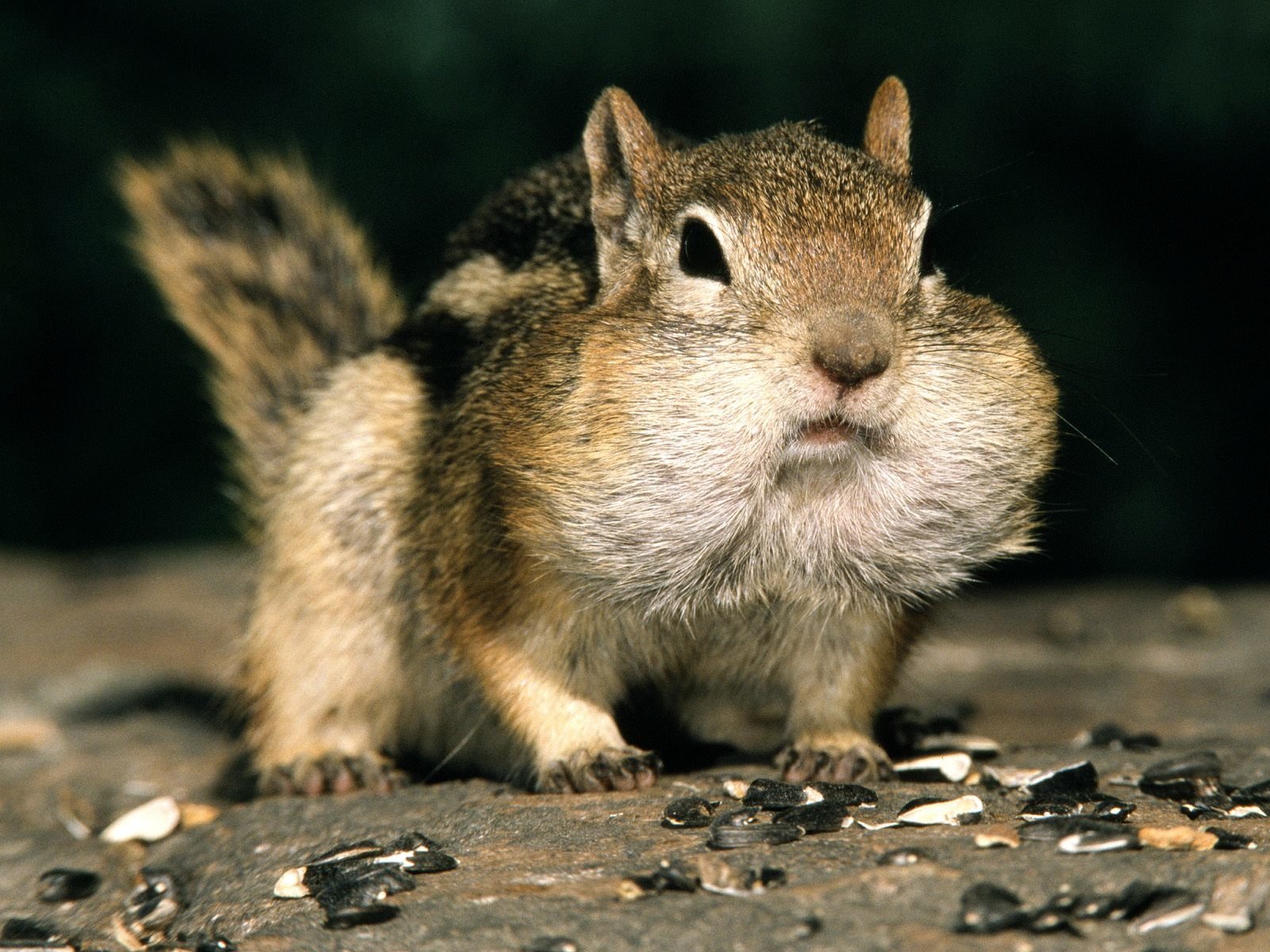 Chipmunk Backgrounds