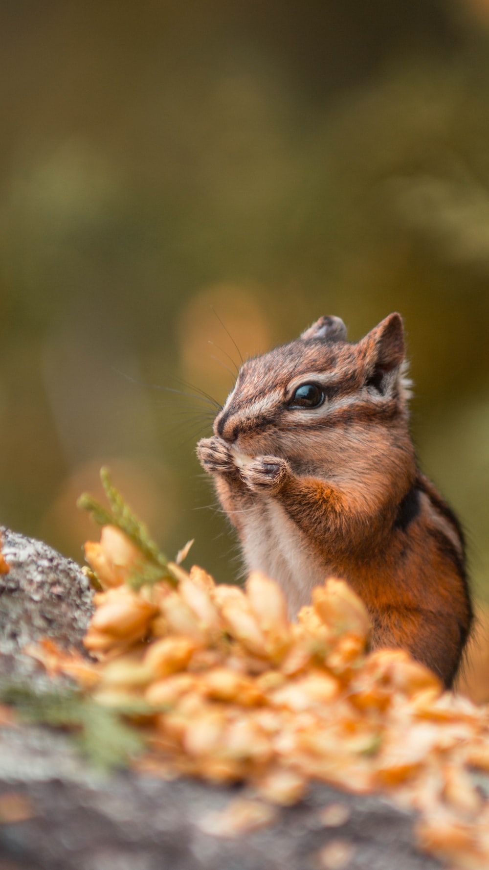 Chipmunk Backgrounds