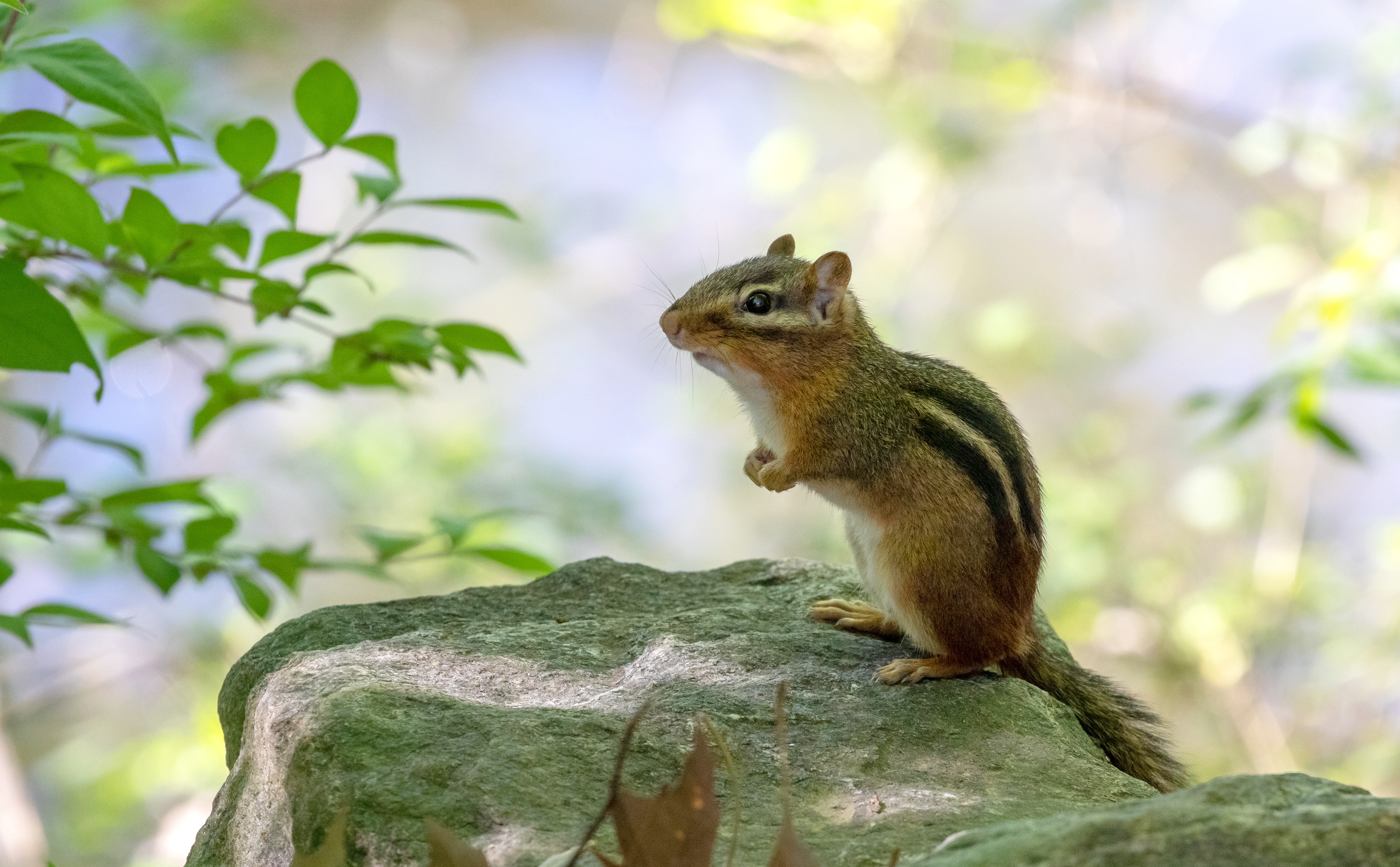 Chipmunk Backgrounds