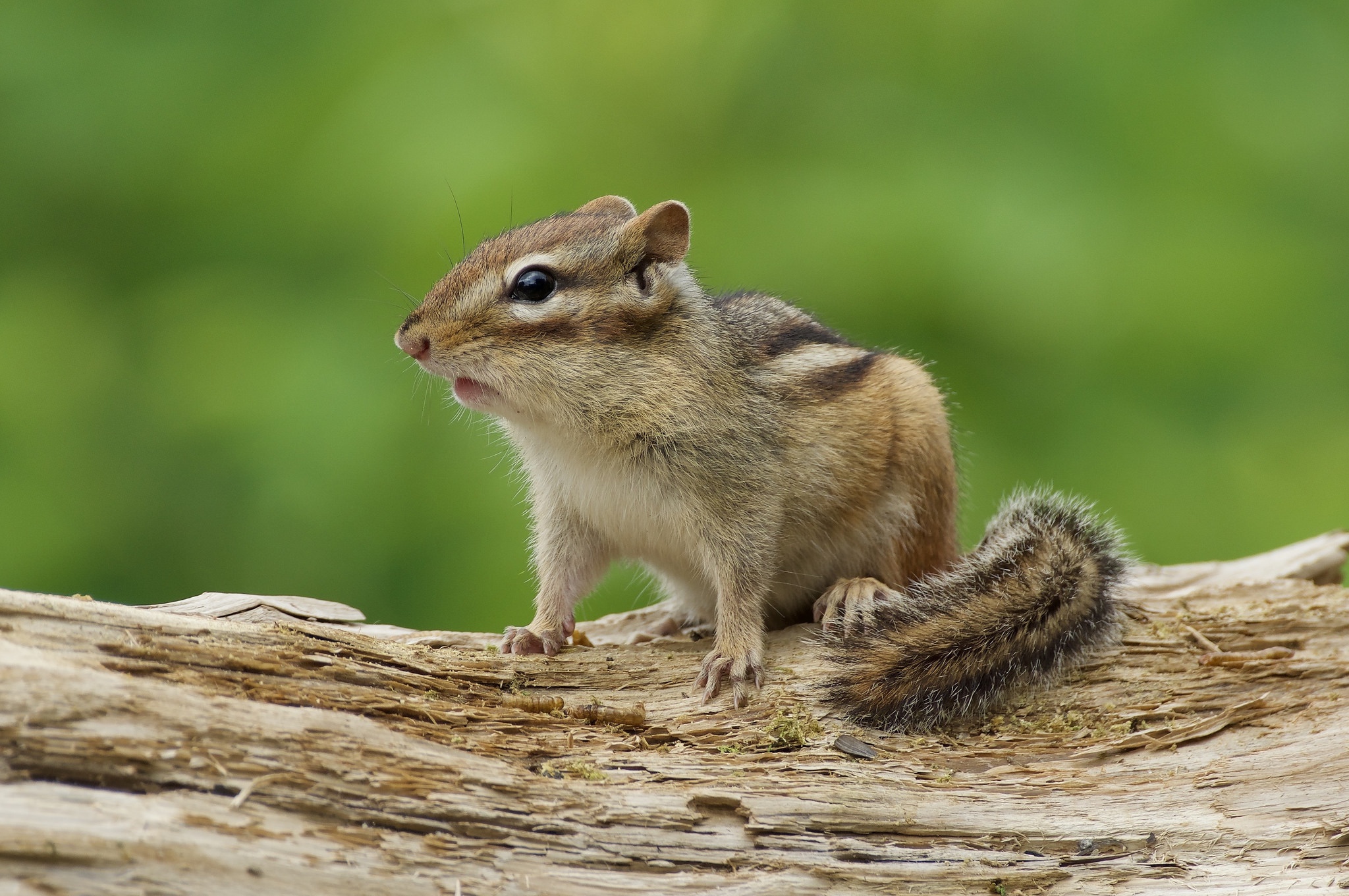 Chipmunk Backgrounds