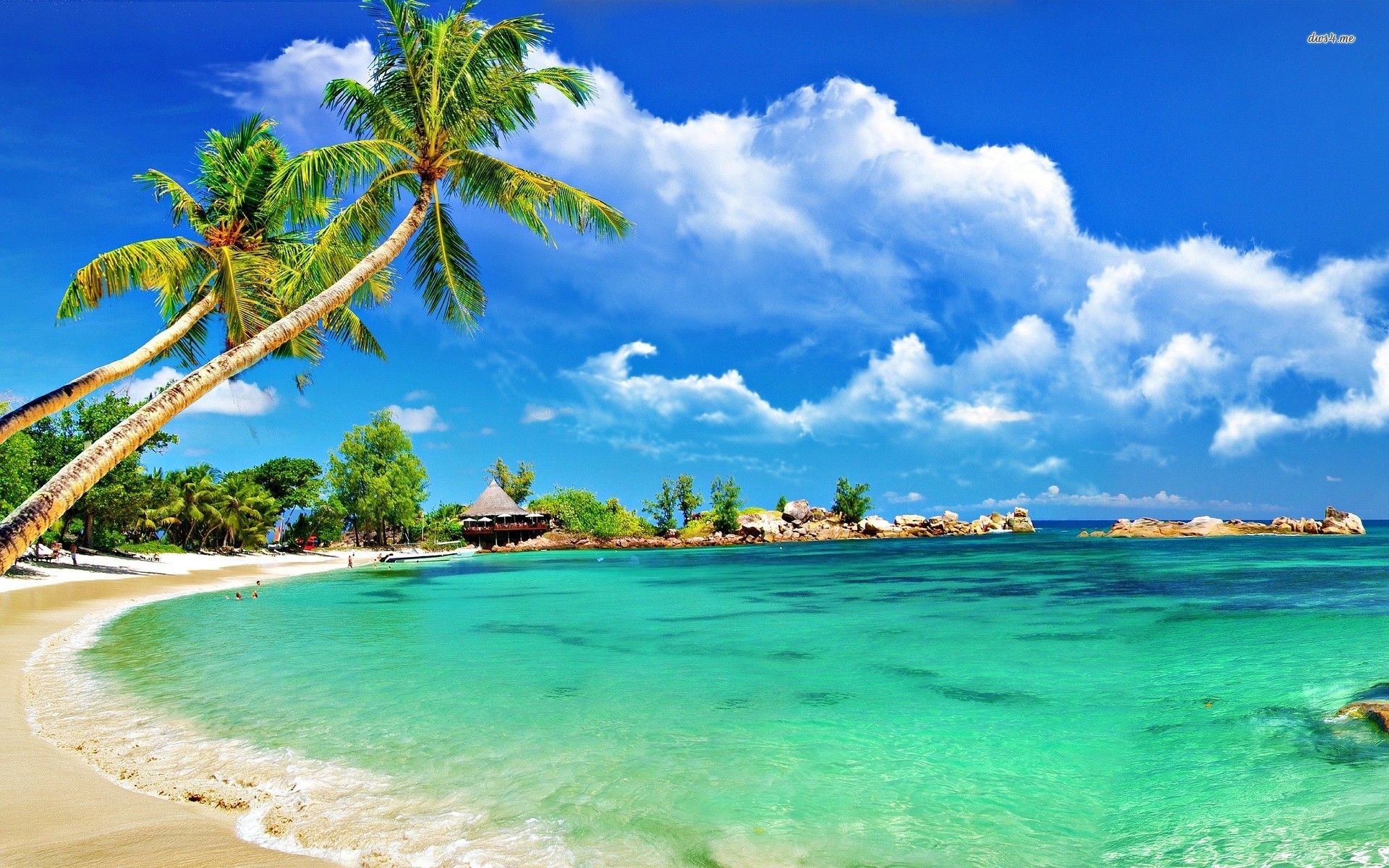 Cool Tropical Backgrounds
