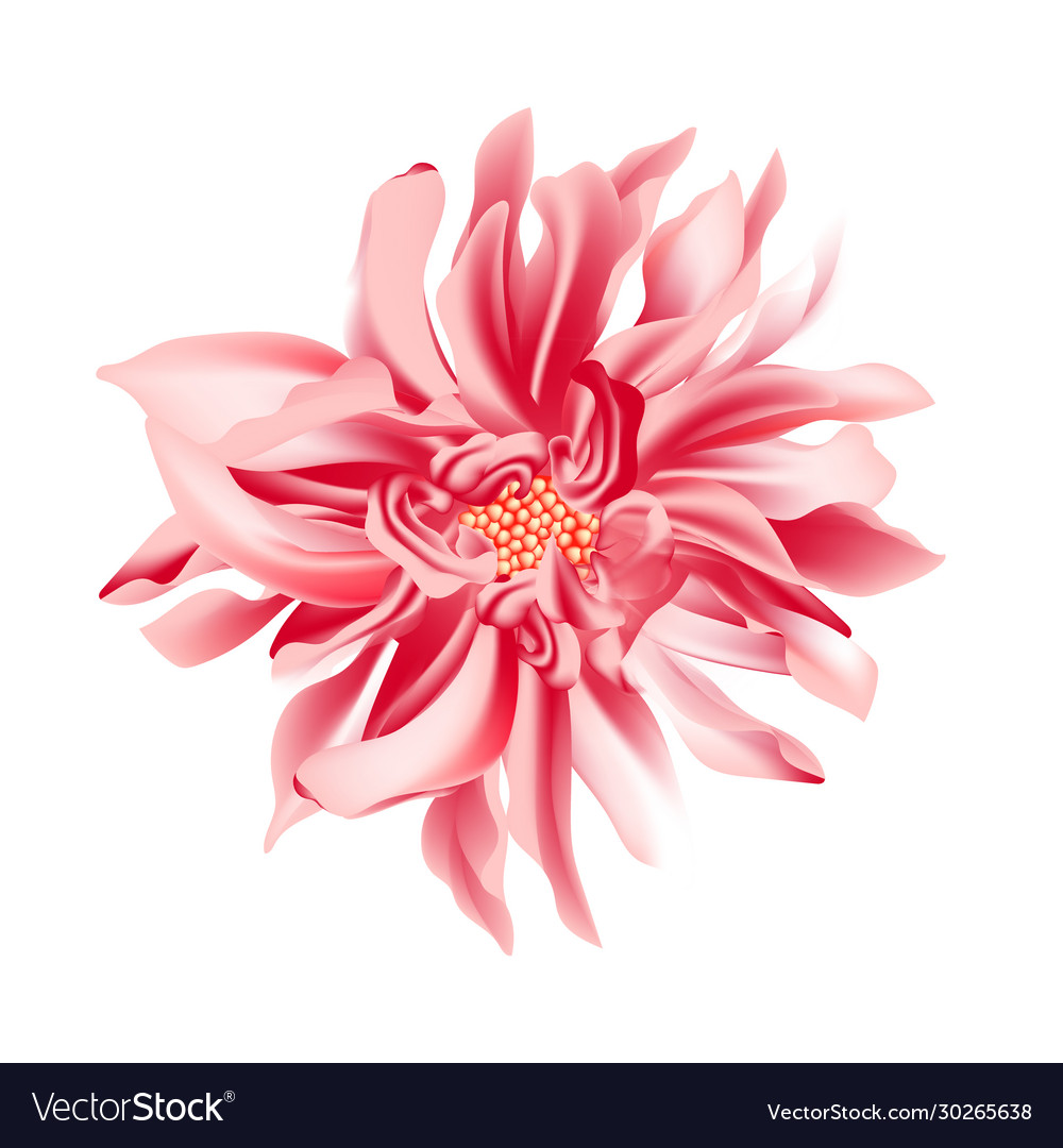 Coral Flower Background