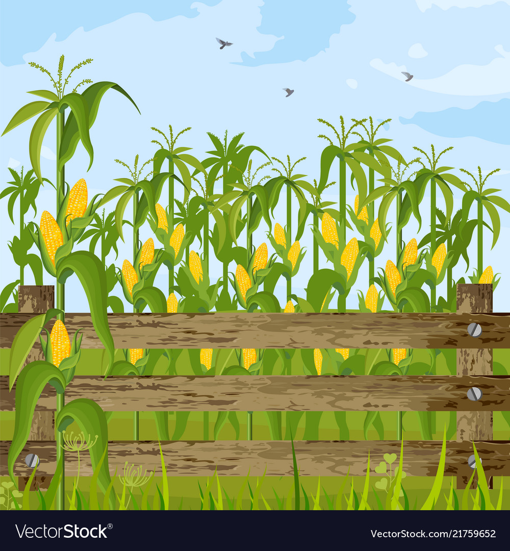 Corn Field Background