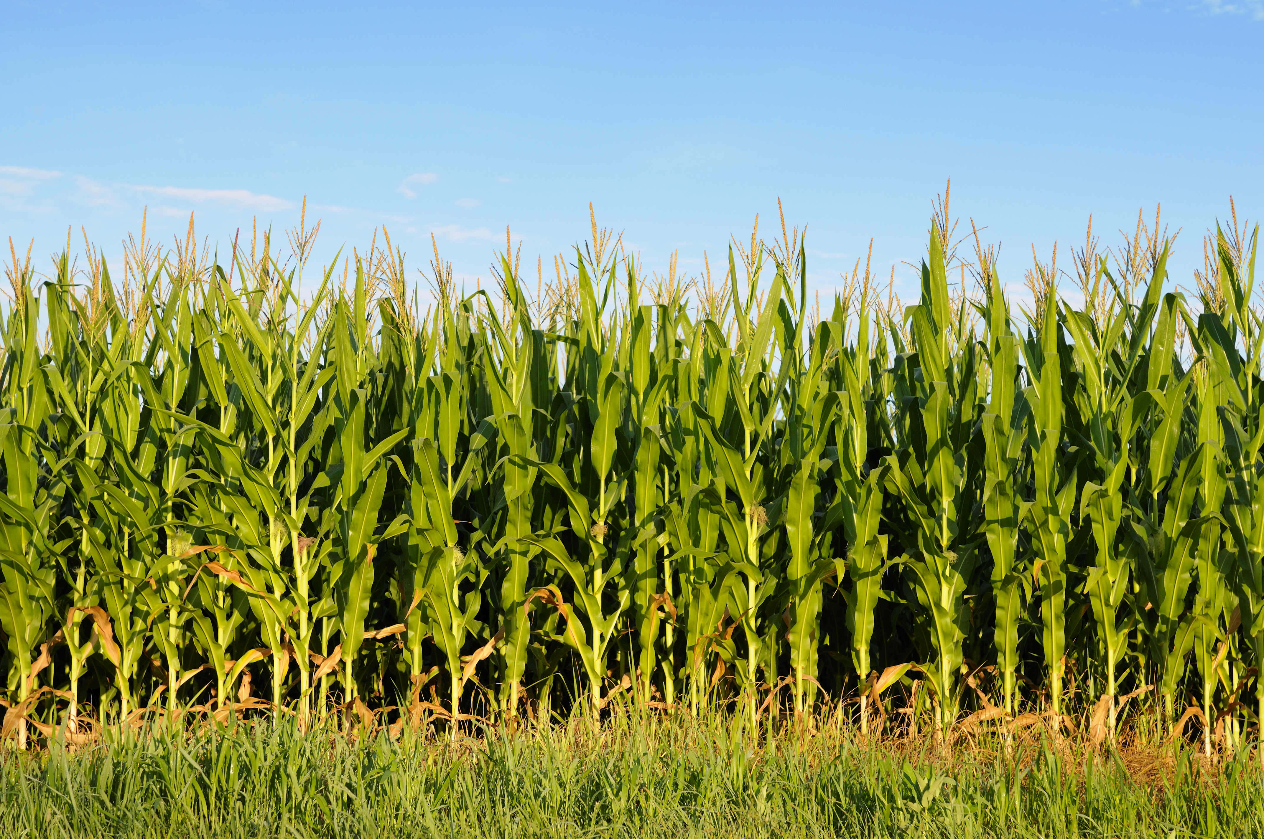 Corn Field Background