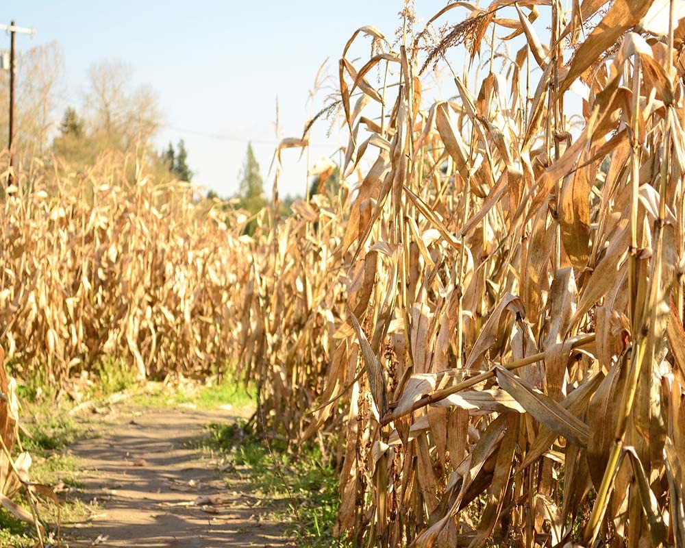 Corn Field Background