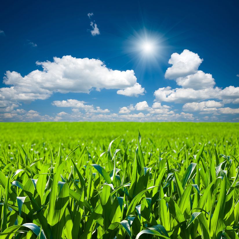 Corn Field Background