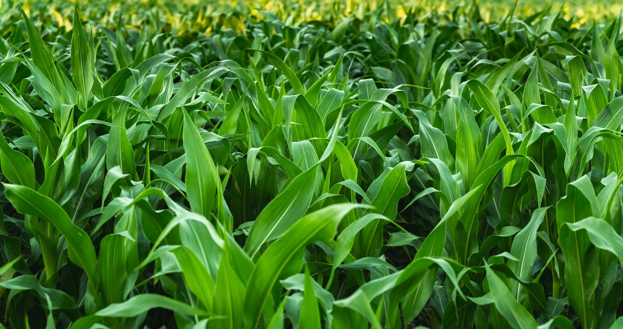 Corn Field Background