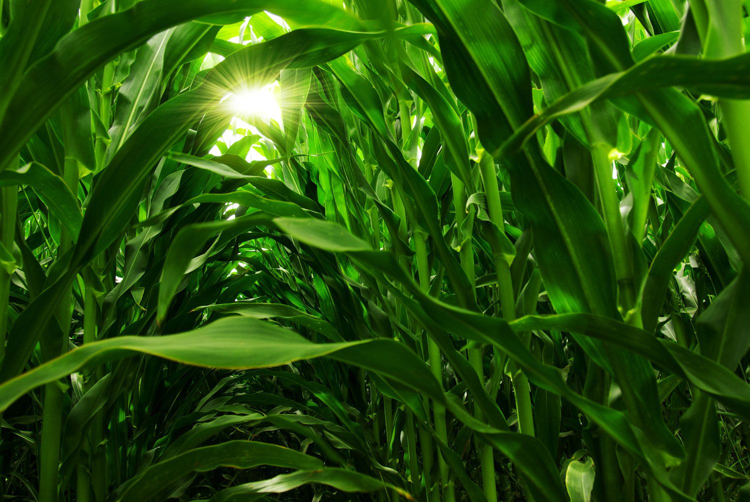 Corn Field Background