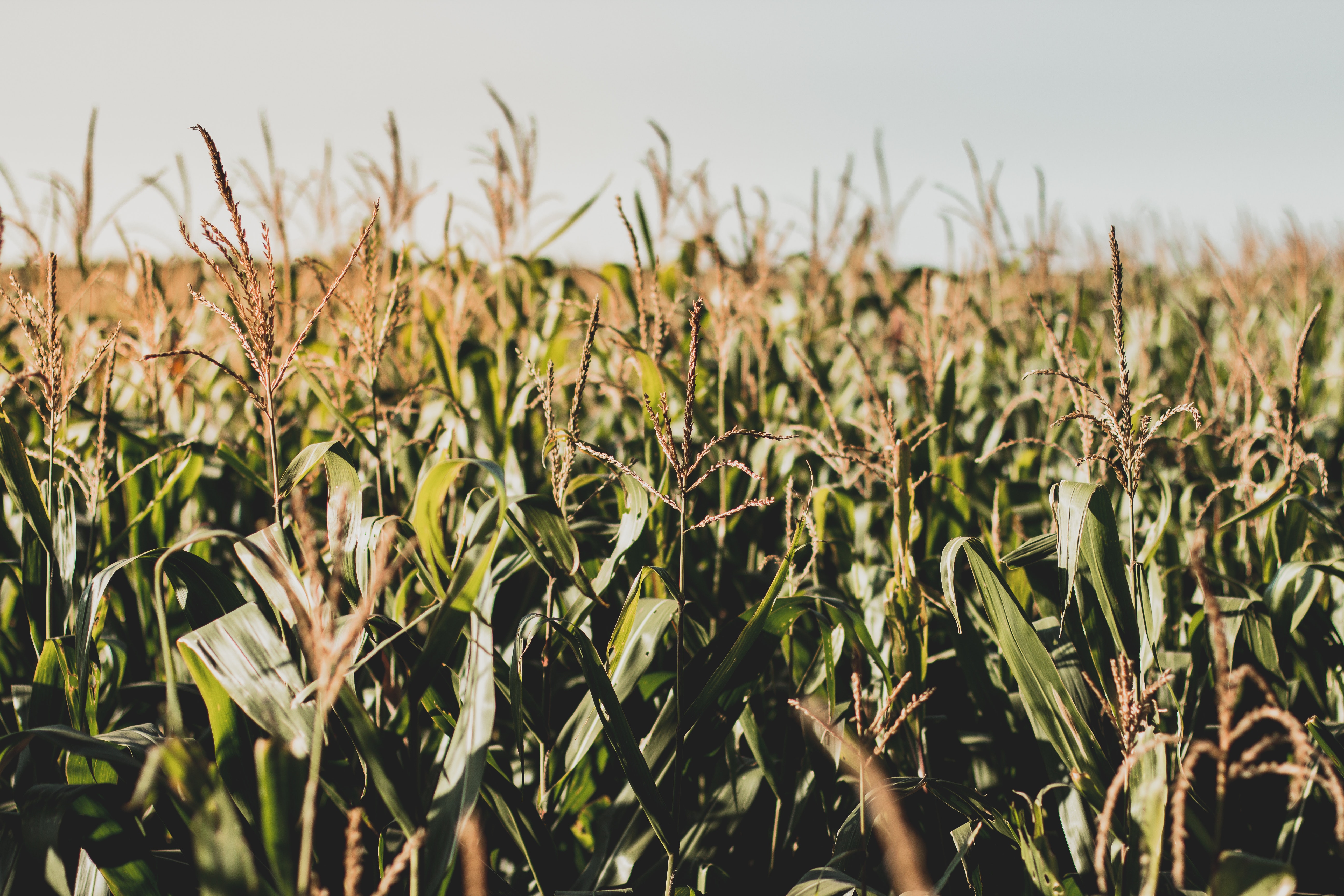 Corn Field Background