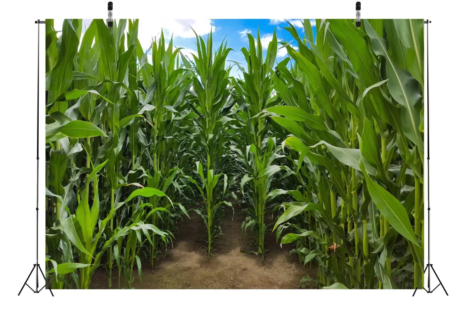 Corn Field Background