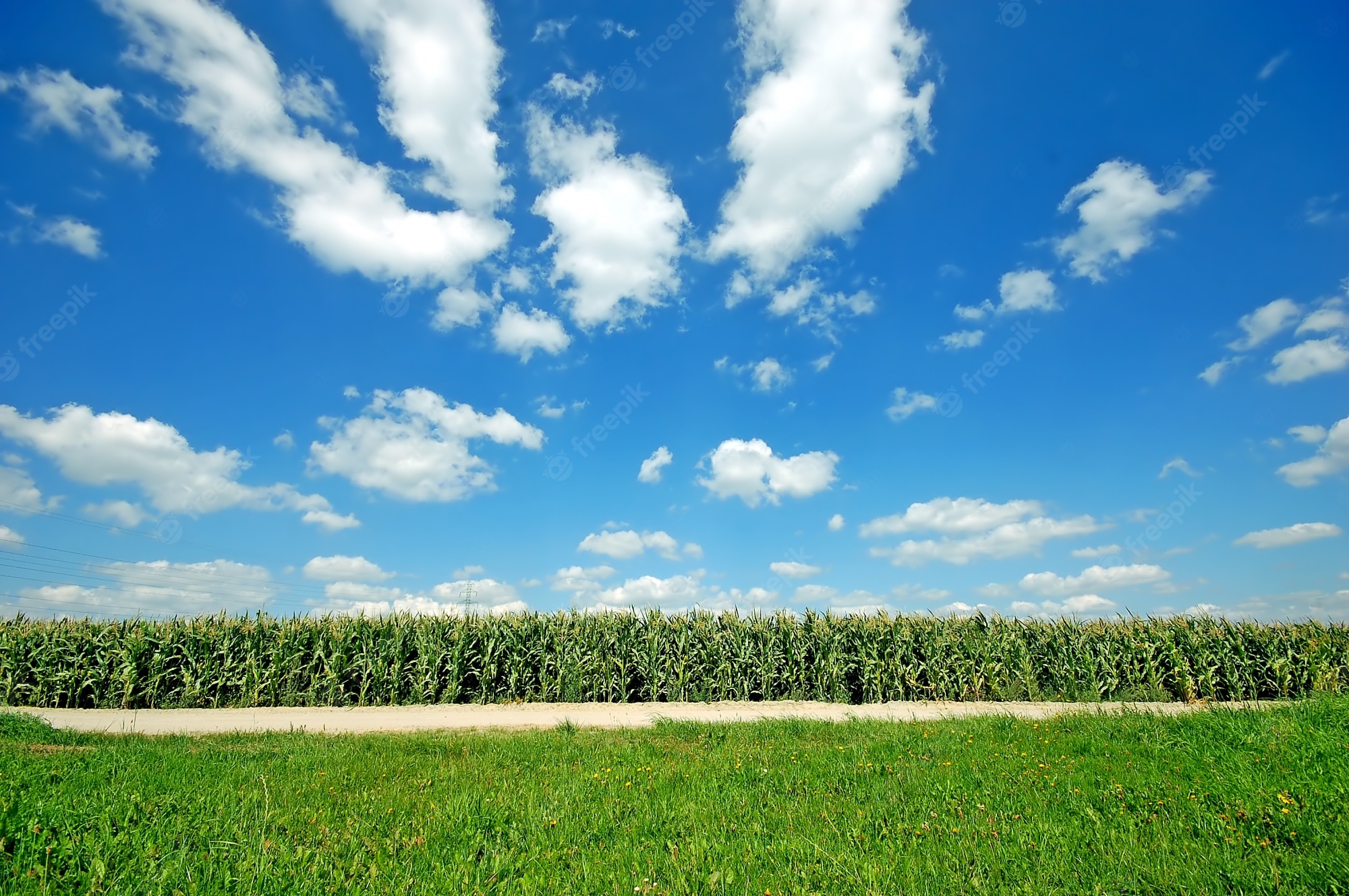 Corn Field Background