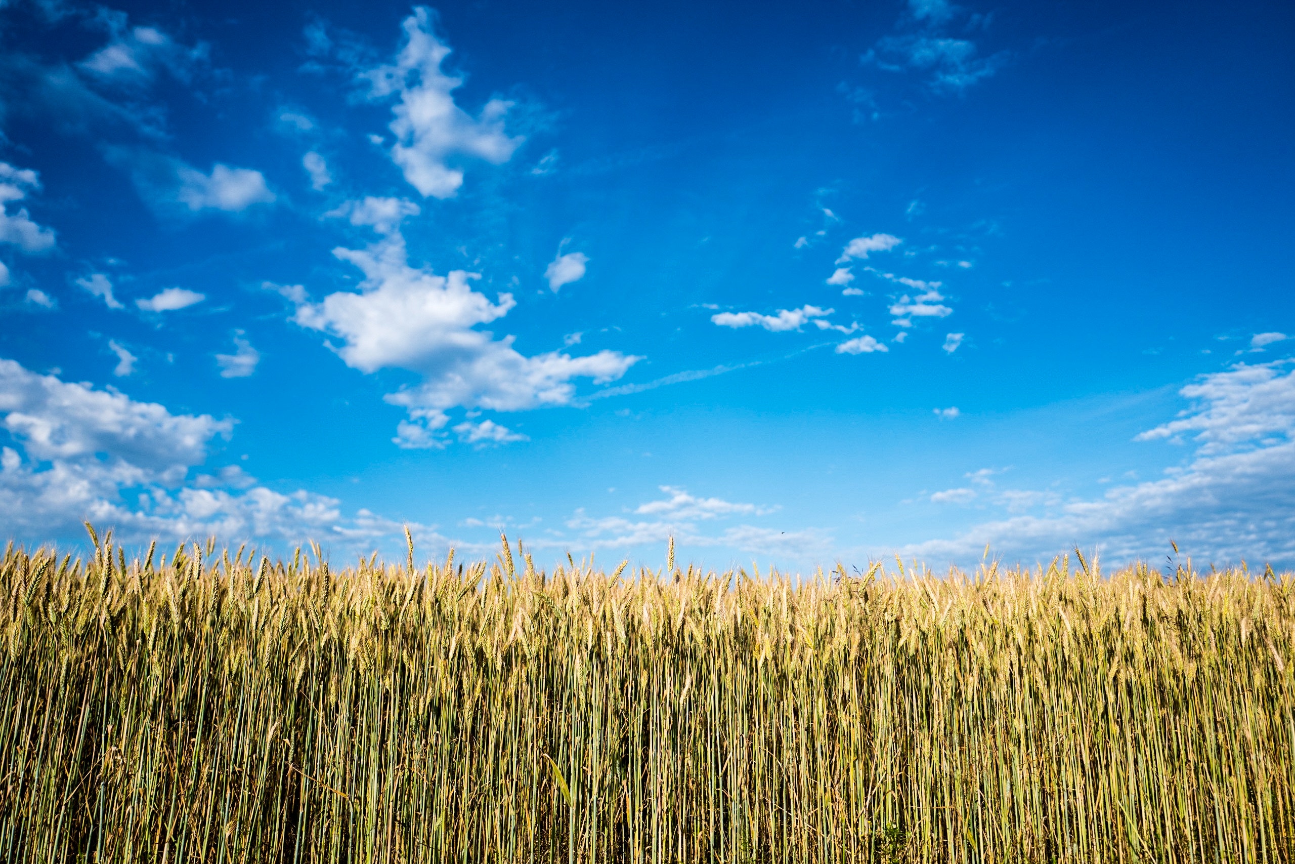 Corn Field Background