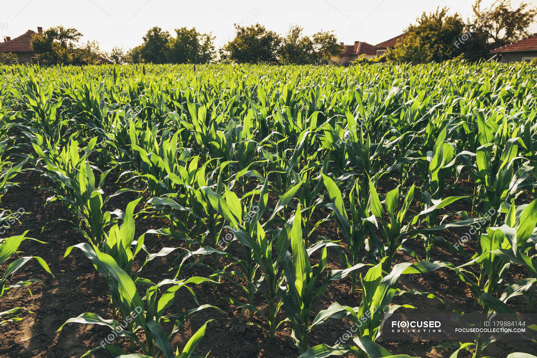 Corn Field Background