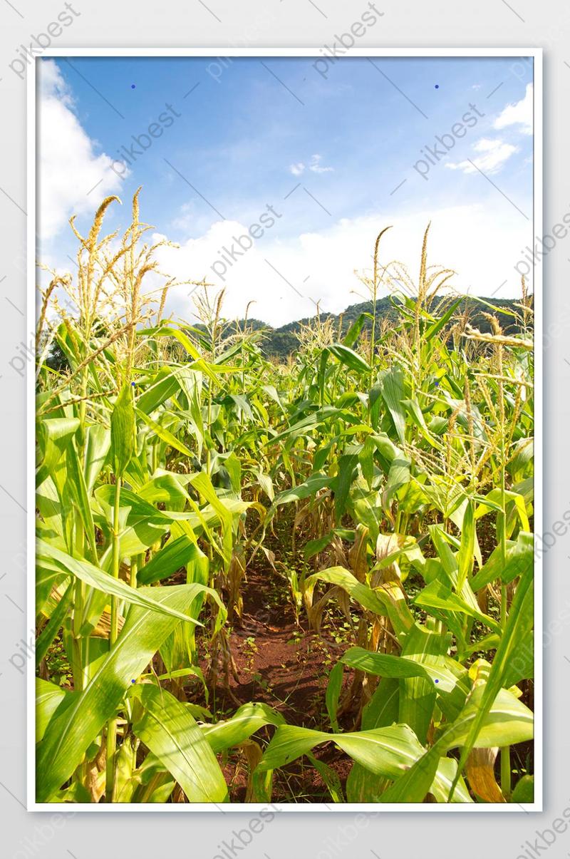 Corn Field Background