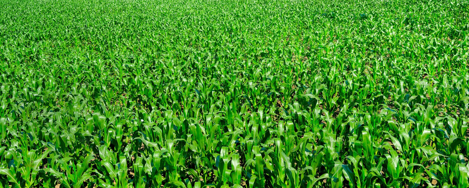 Corn Field Background