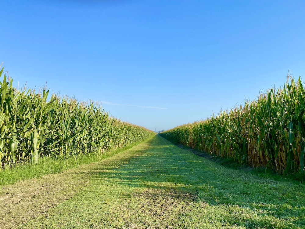 Corn Field Background