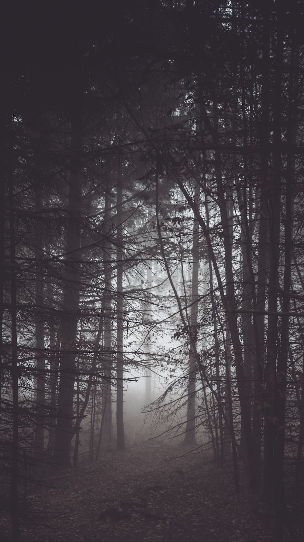 Creepy Forest Background