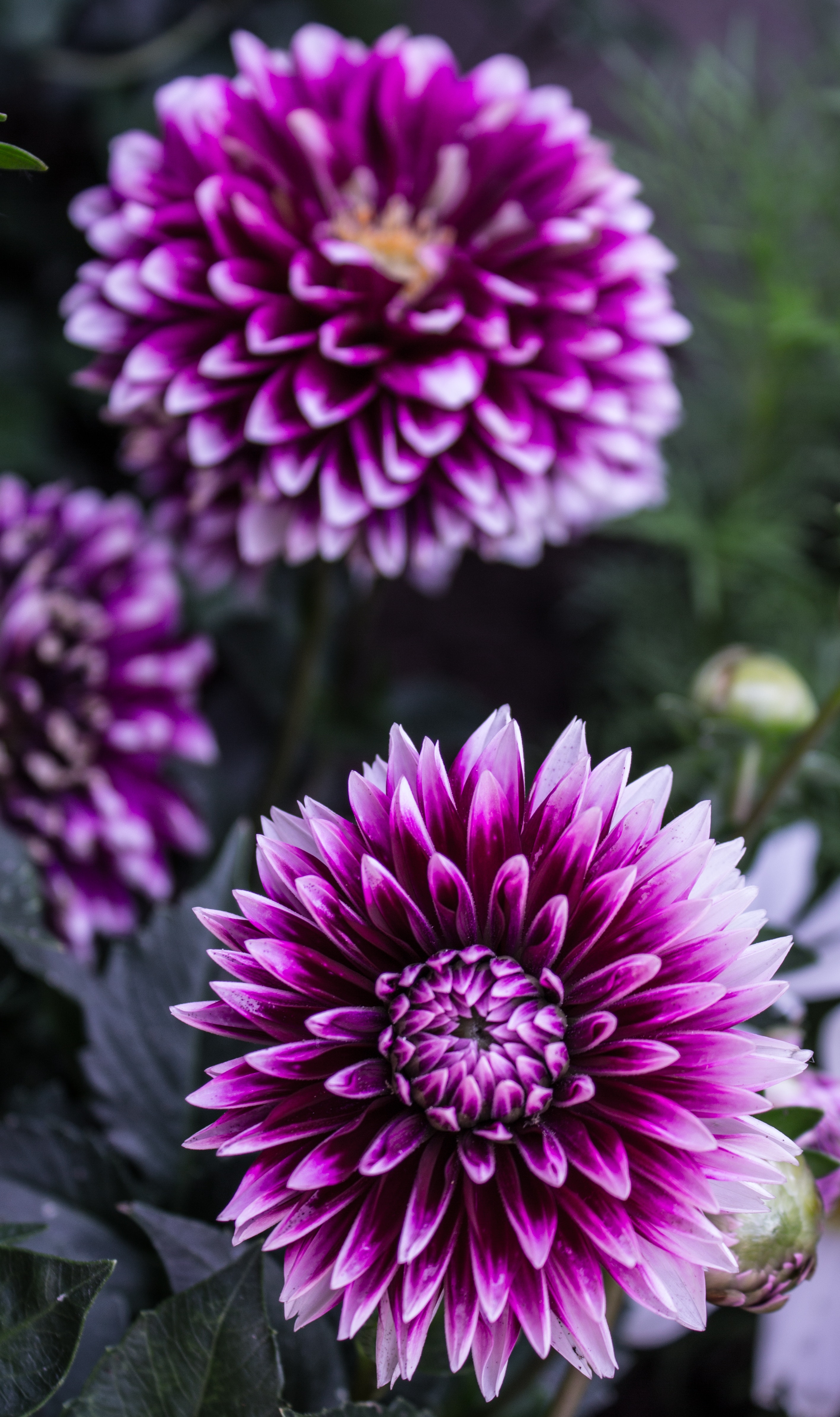 Dahlia Flower Background