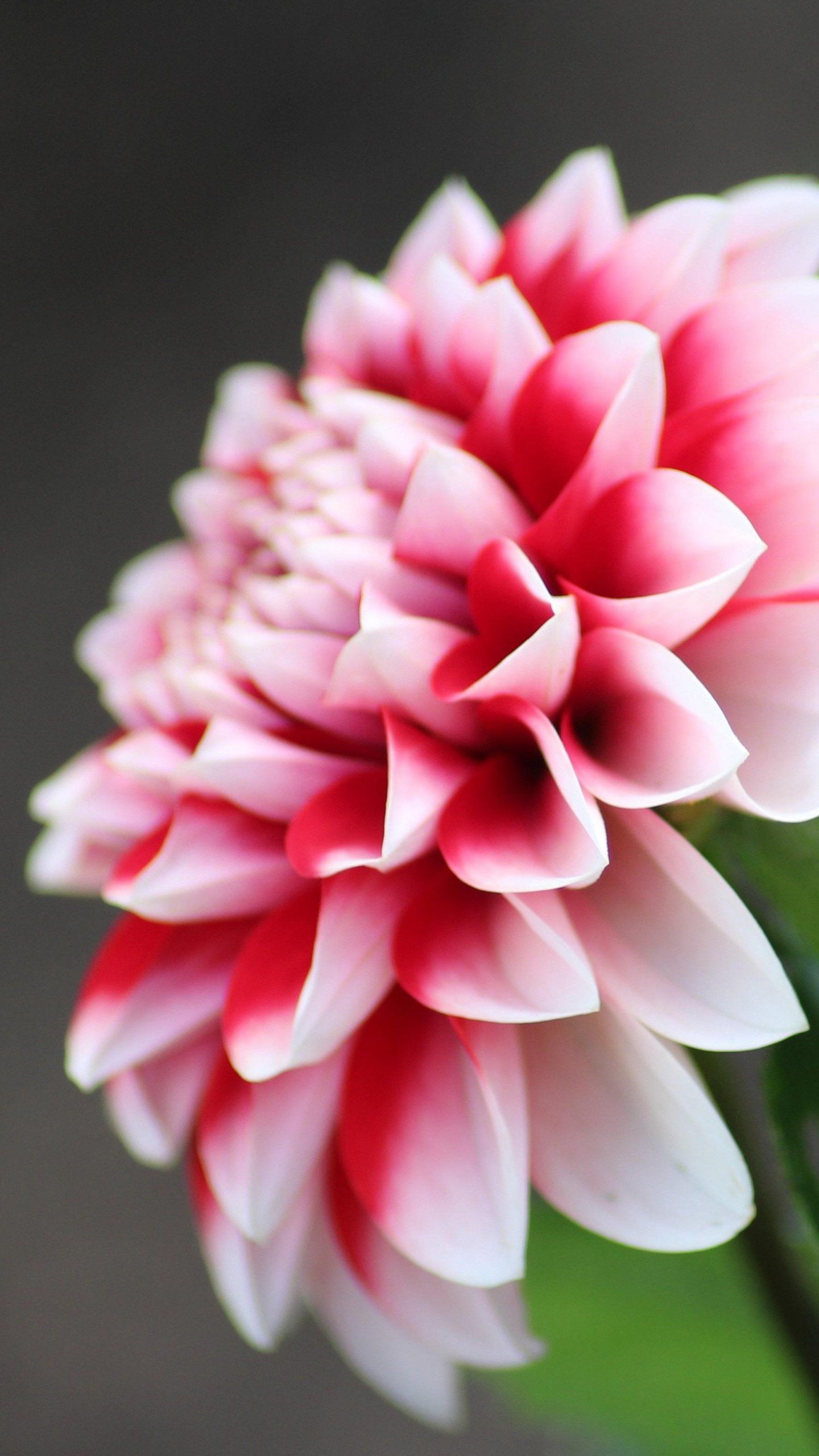 Dahlia Flower Background