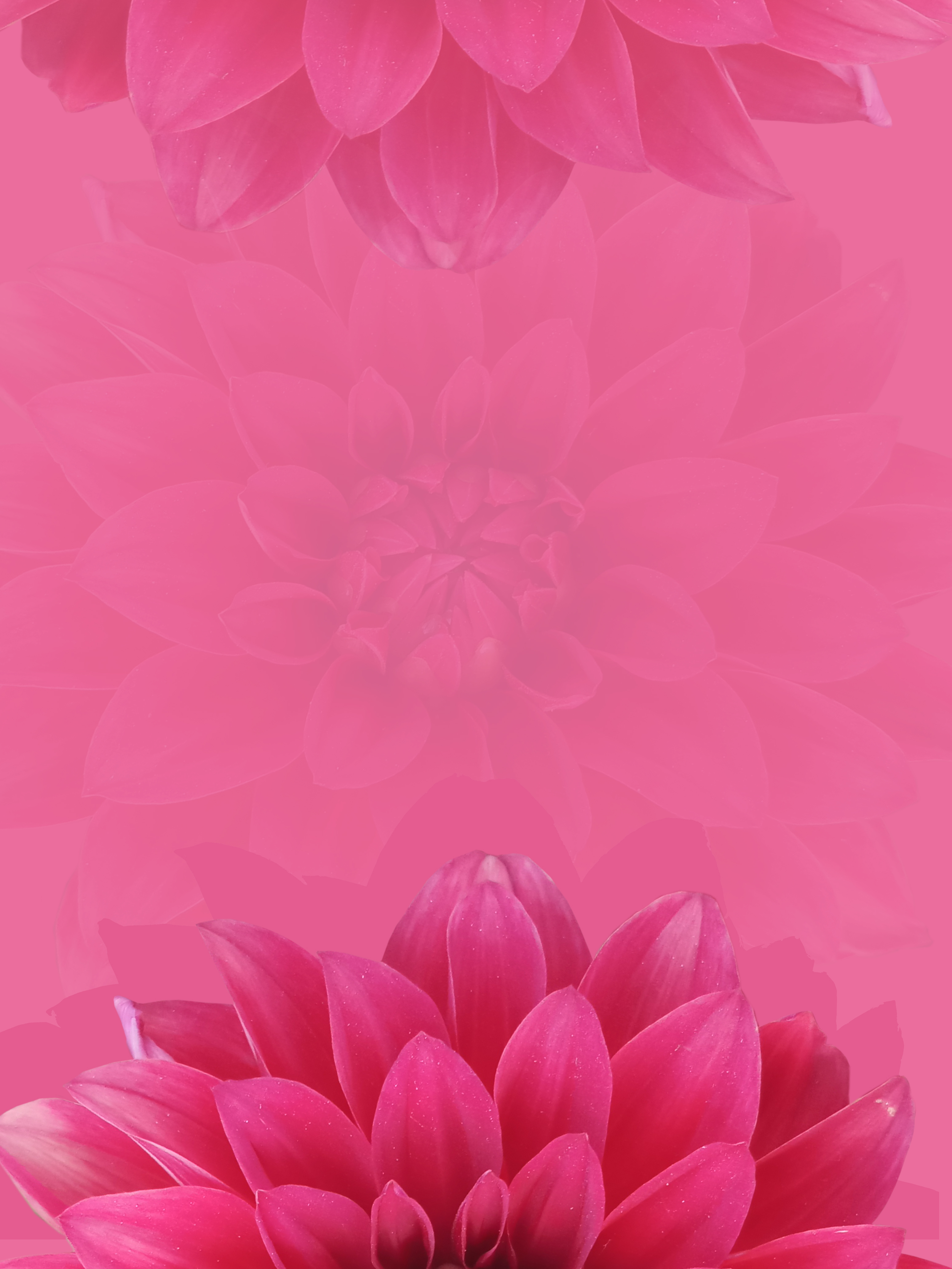 Dahlia Flower Background