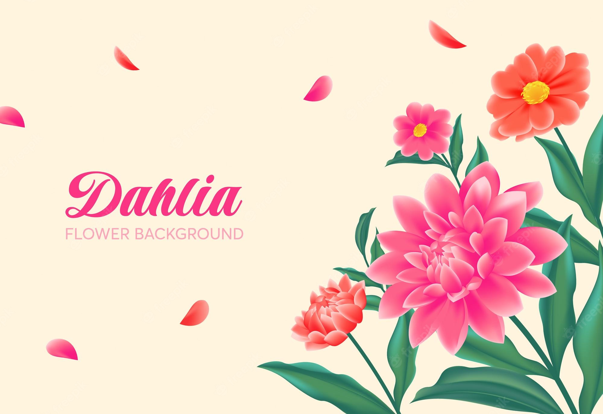 Dahlia Flower Background