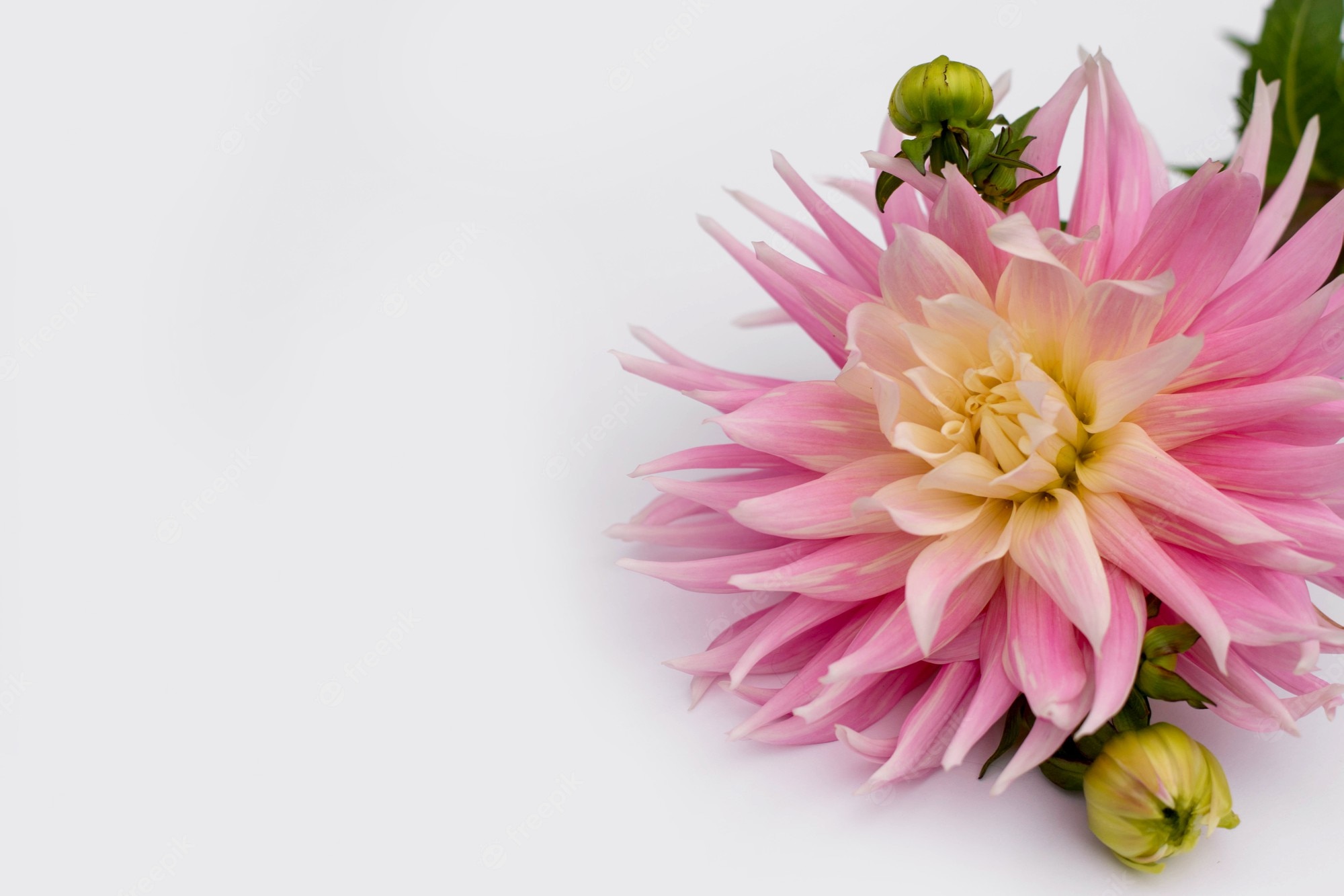 Dahlia Flower Background