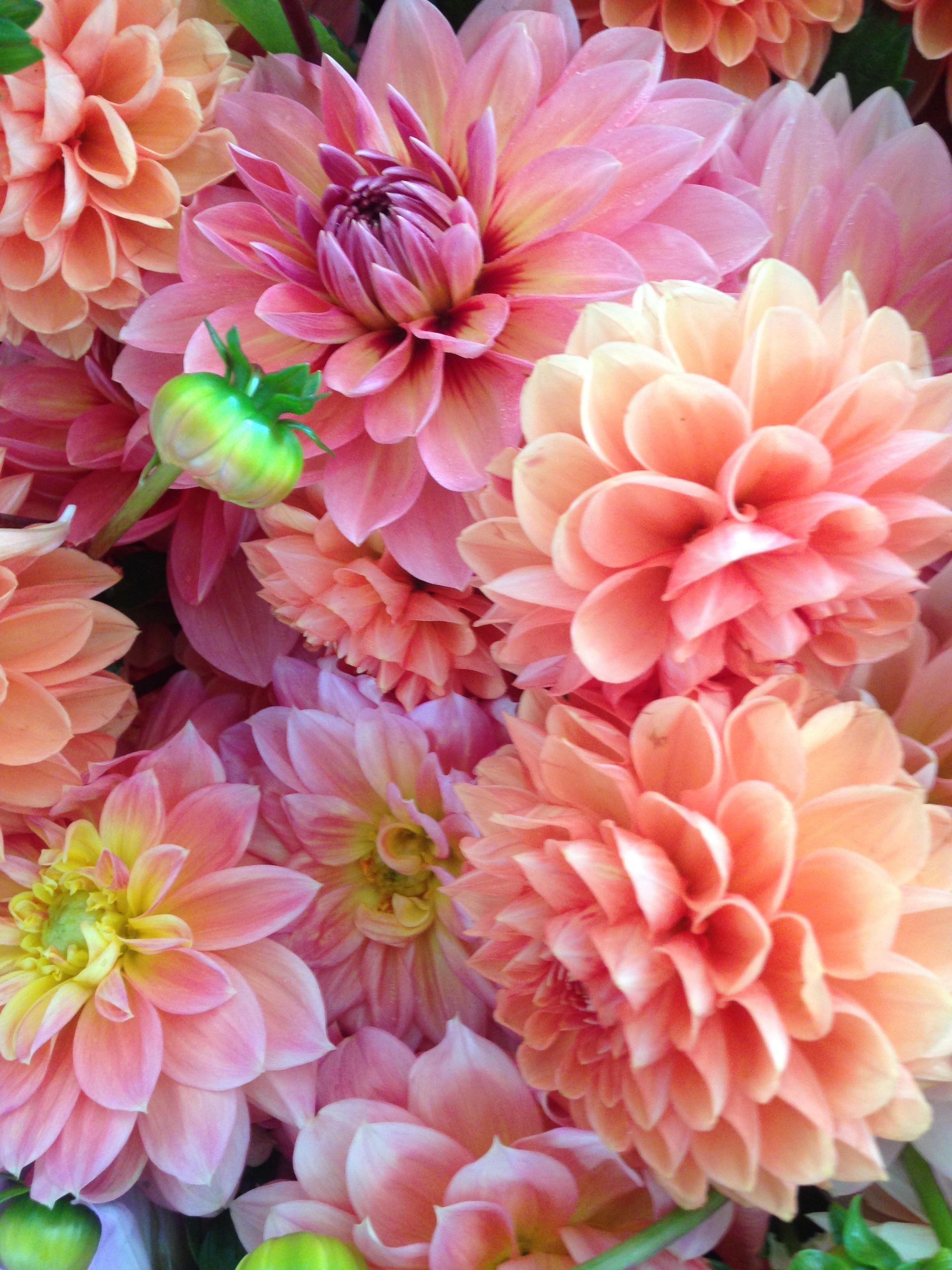 Dahlia Flower Background