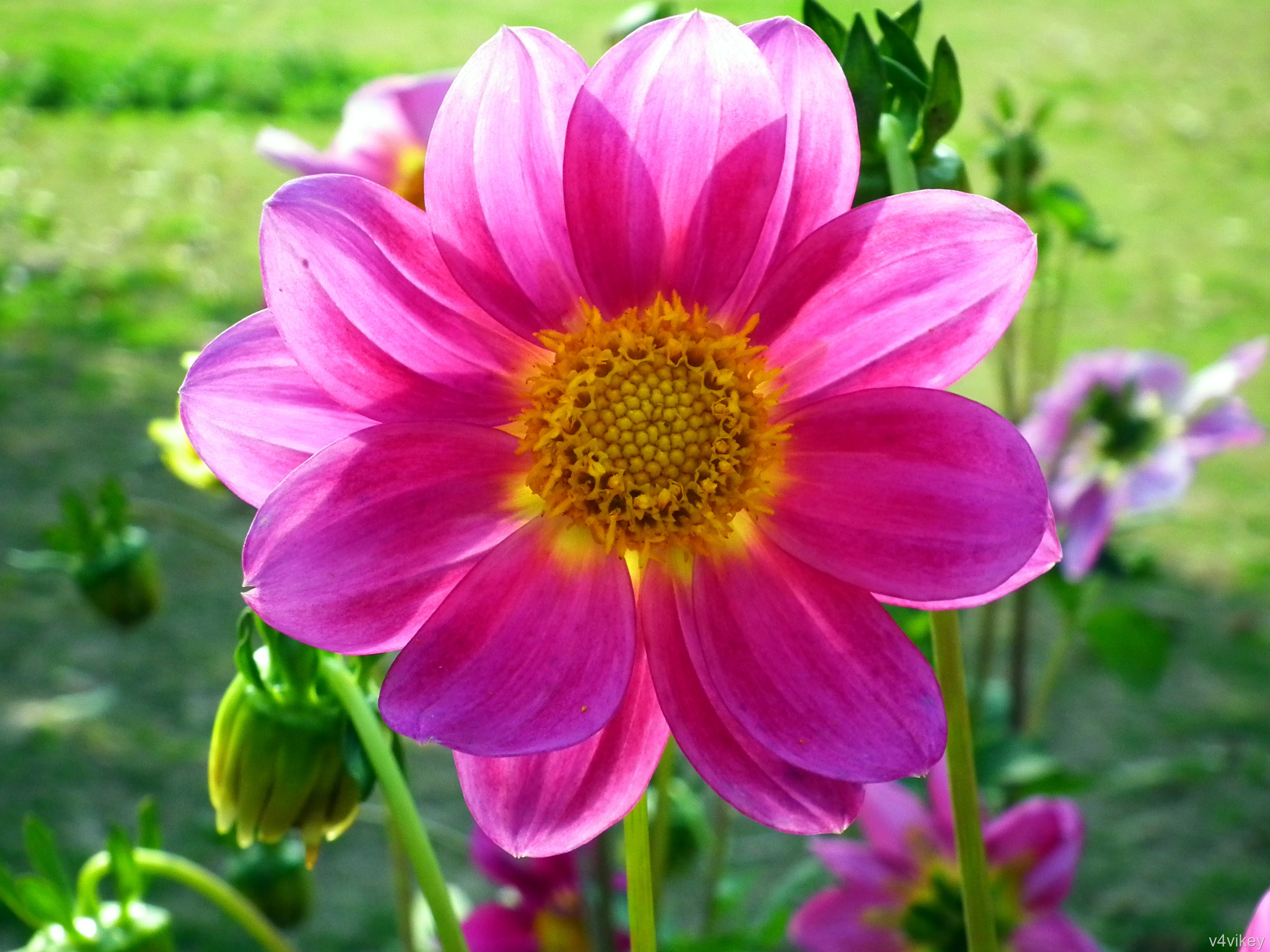 Dahlia Flower Background