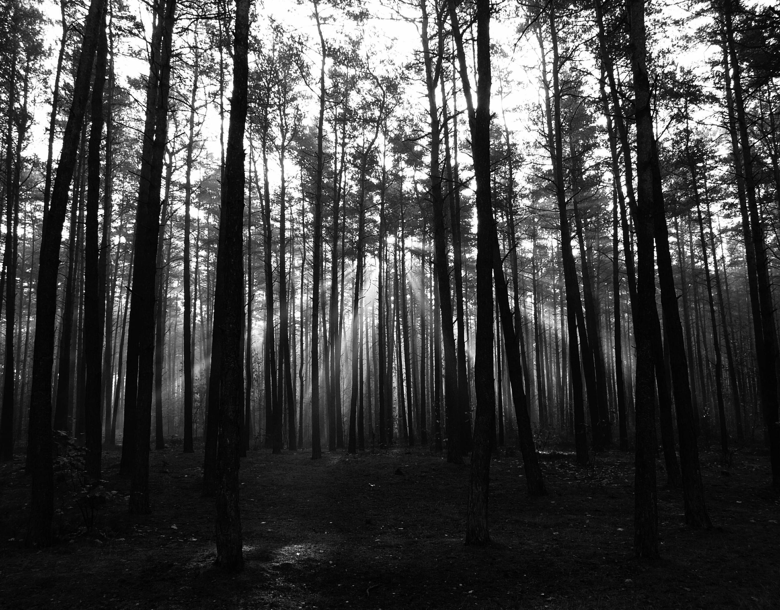 Dark Forest Background Tumblr