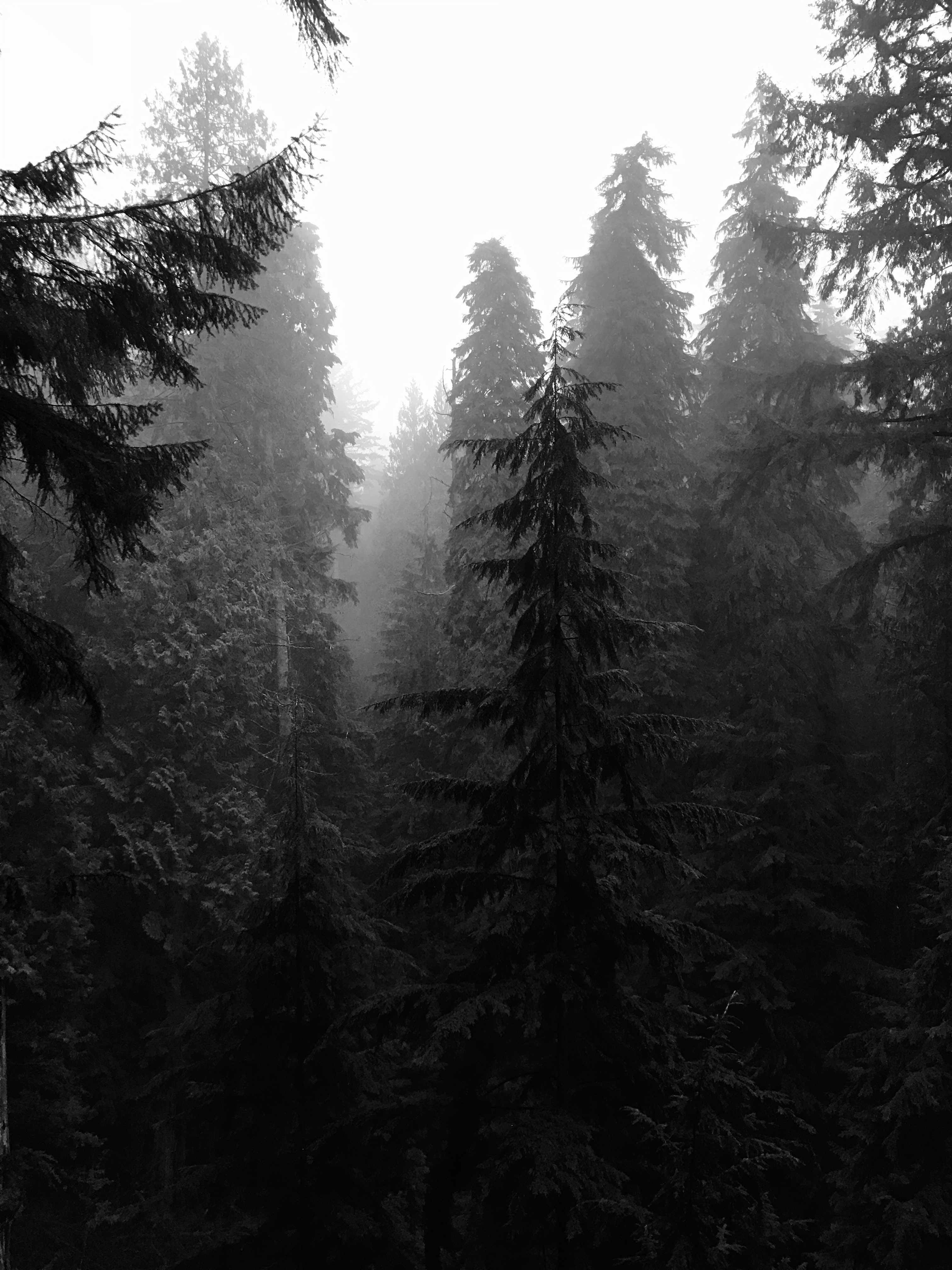 Dark Forest Background Tumblr