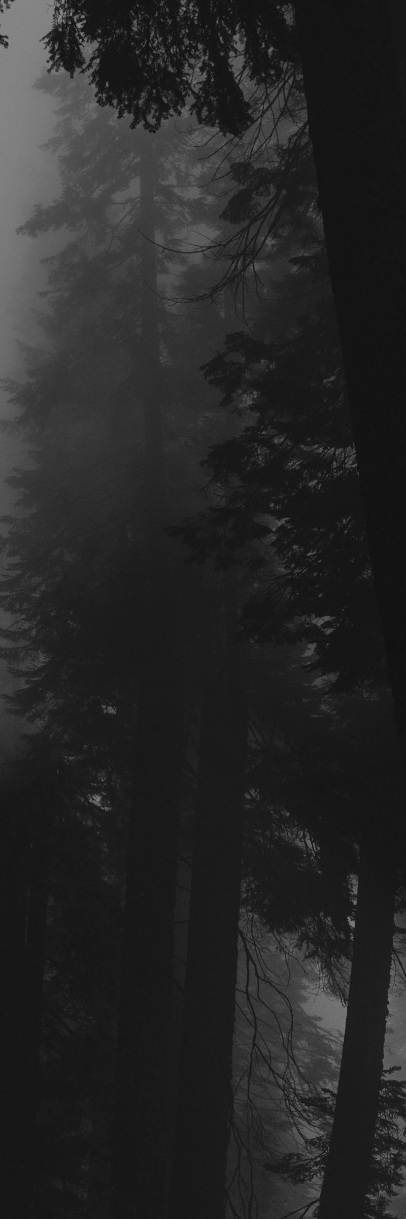 Dark Forest Background Tumblr