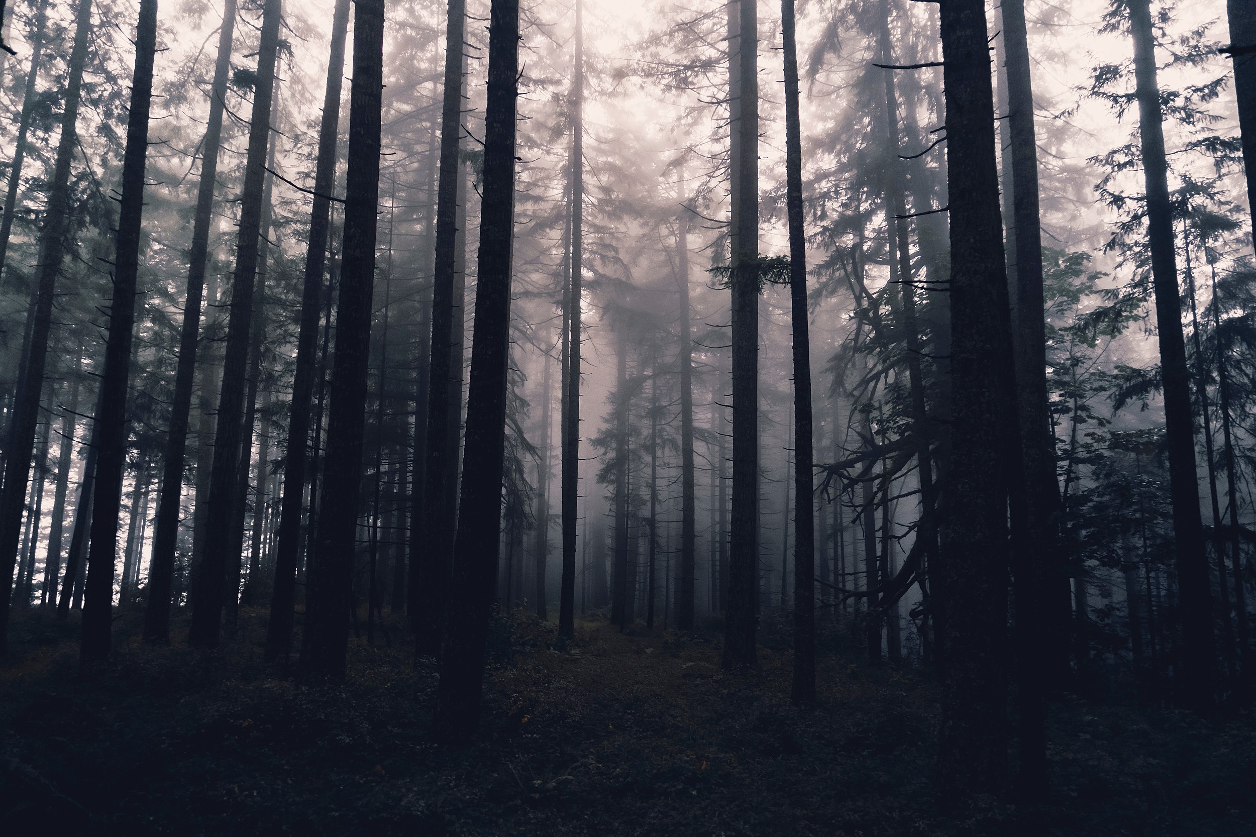 Dark Forest Background Tumblr