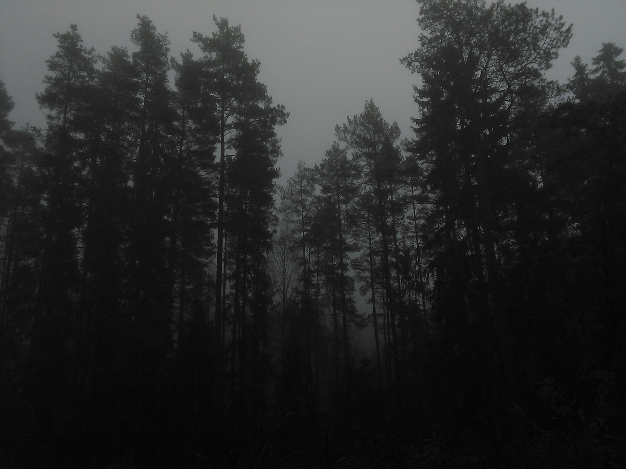 Dark Forest Background Tumblr